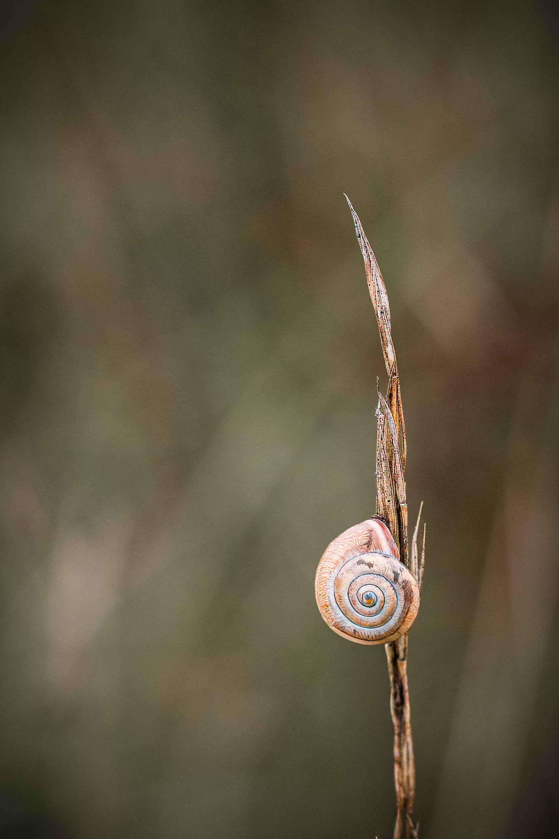 Schnecke