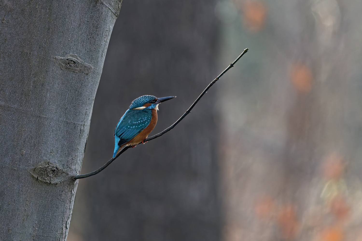 Mein erster Eisvogel