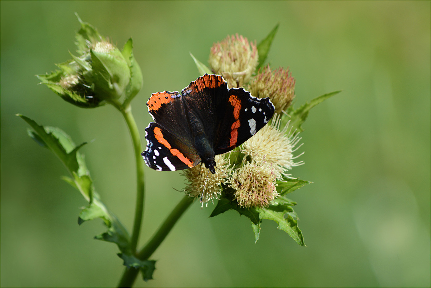 Auf der Kohldistel