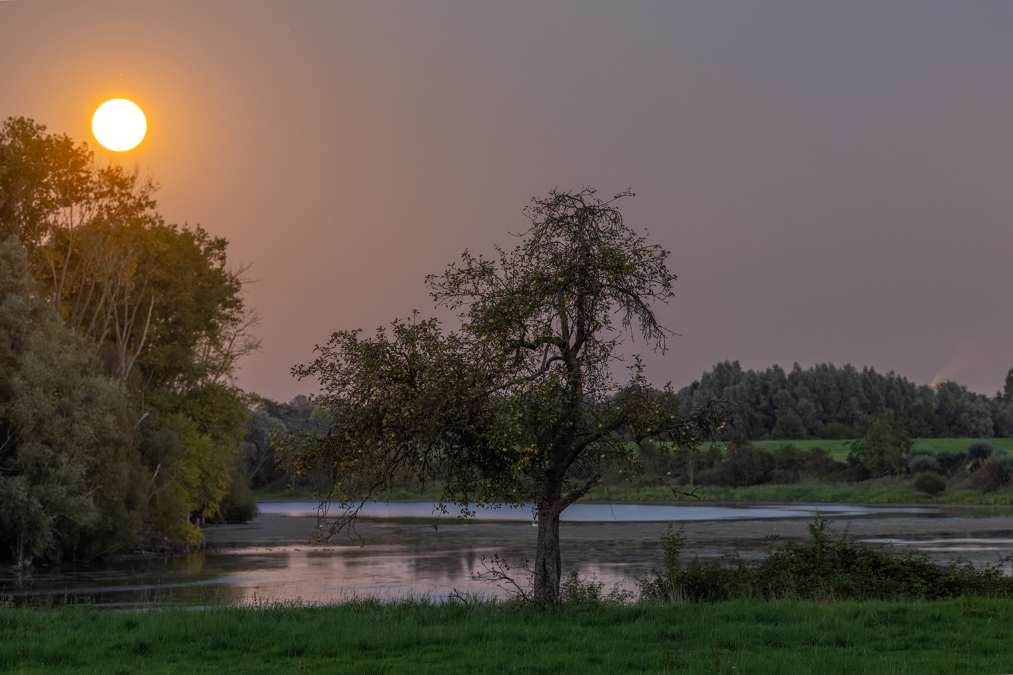 Vollmond am Altrheinarm
