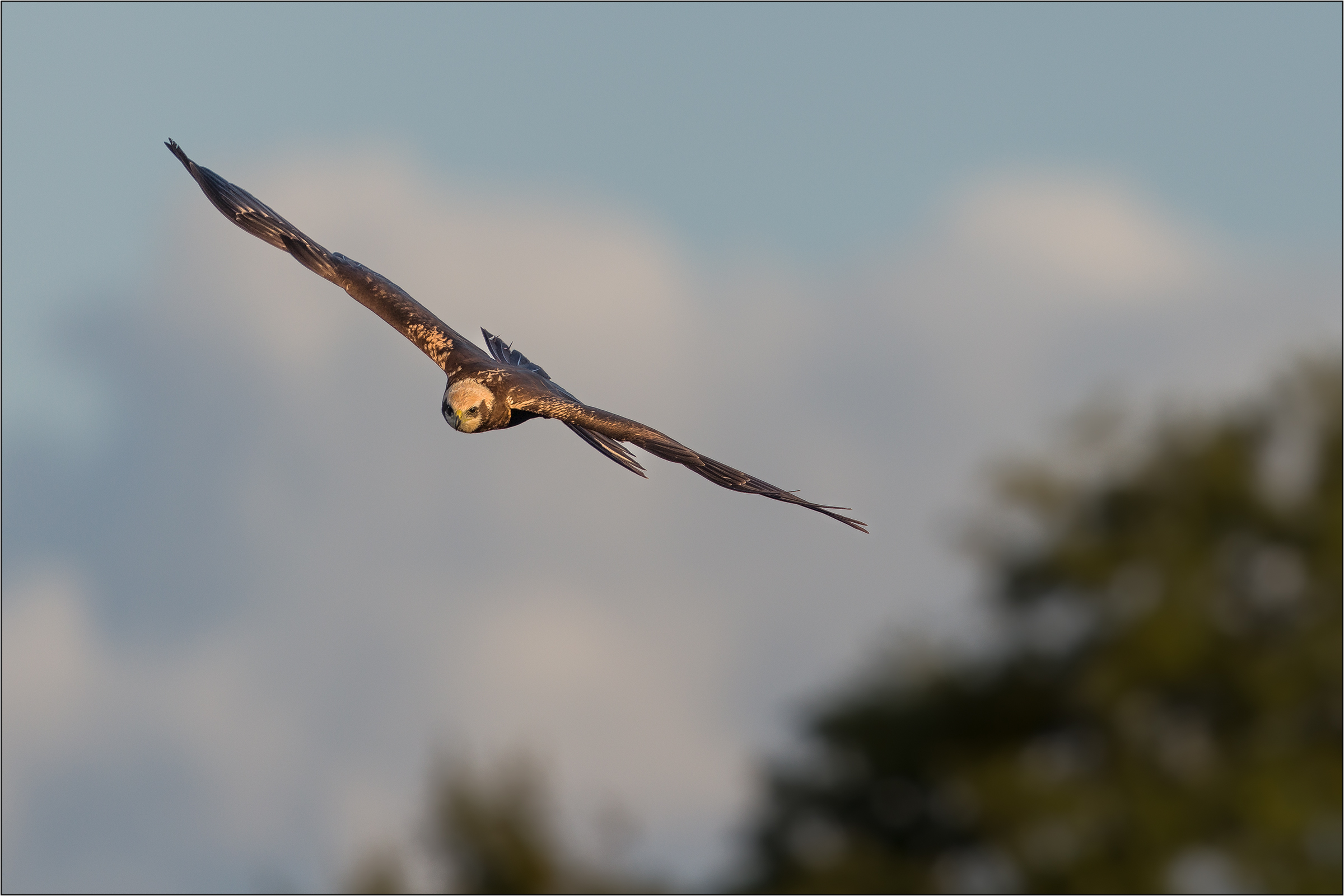 im Anflug ....