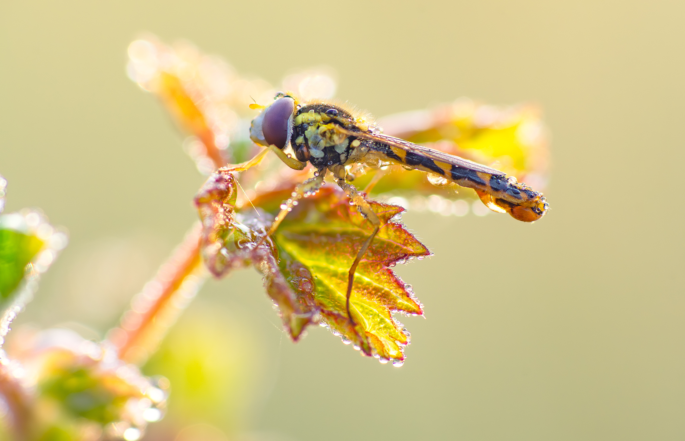 Schwebefliege