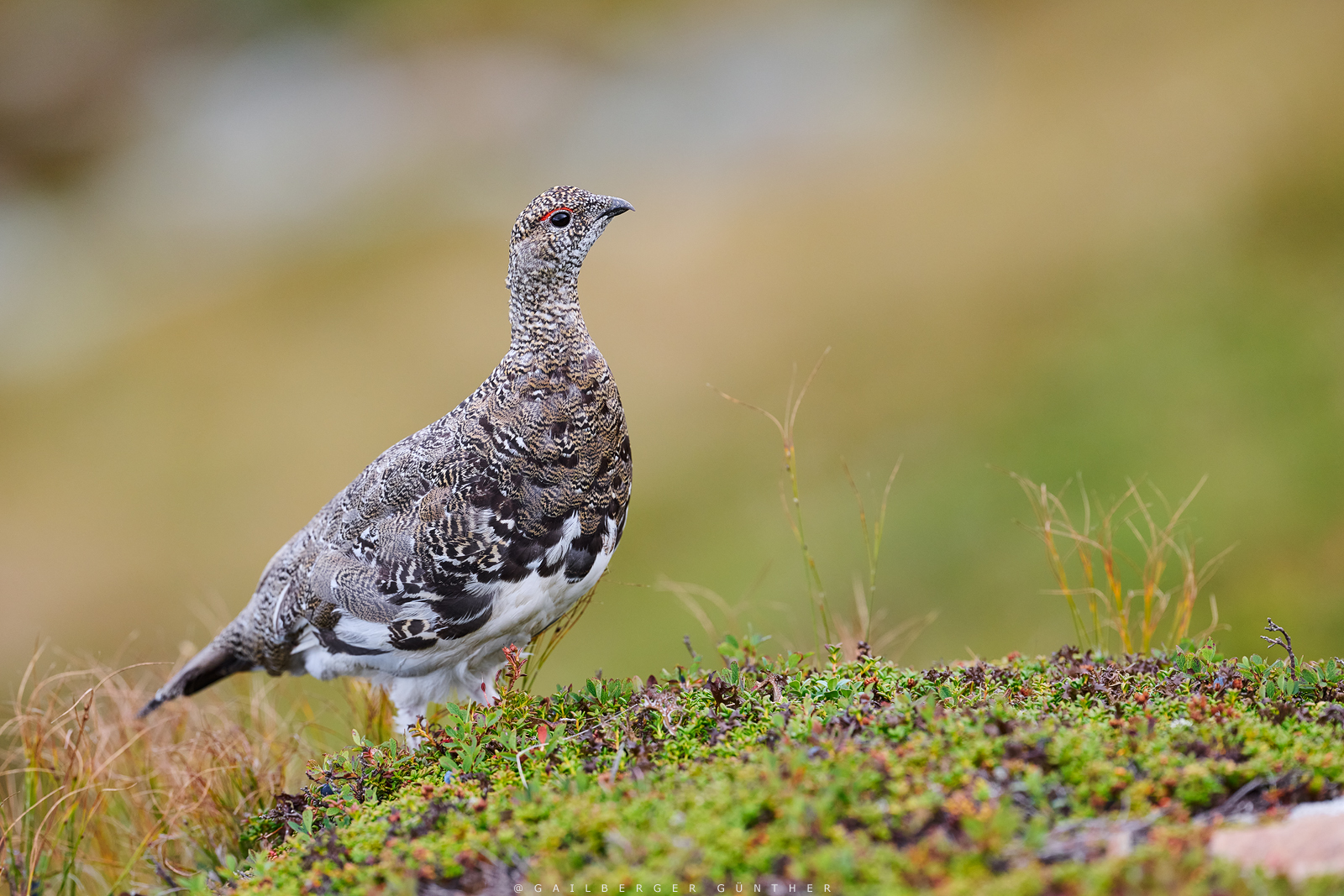 Alpenschneehuhn
