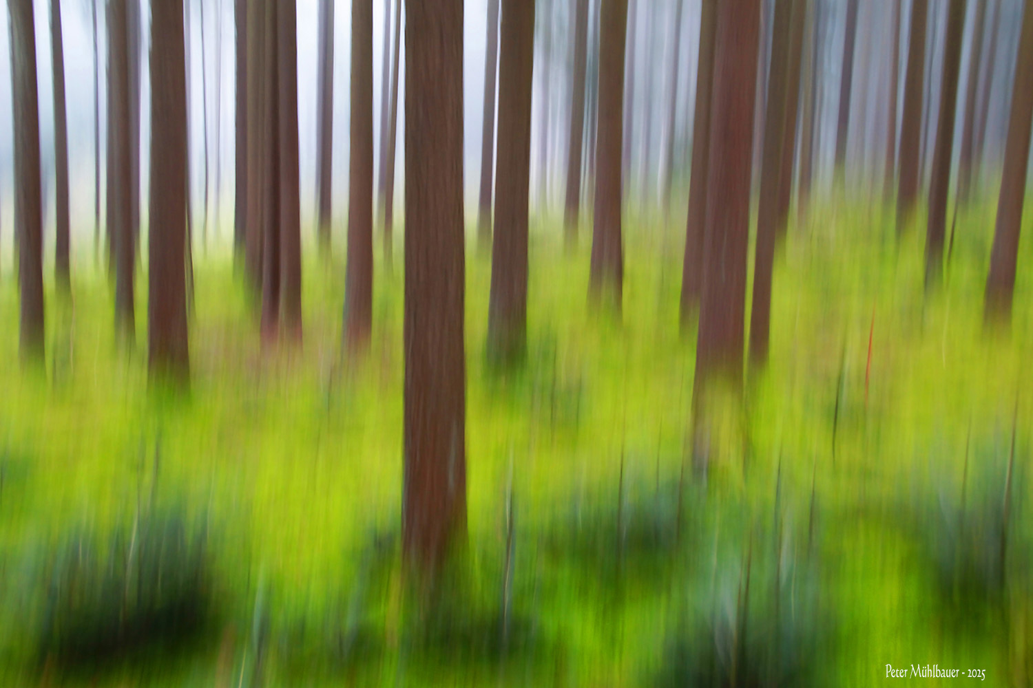 Waldwischer mit mit Nebelsuppe