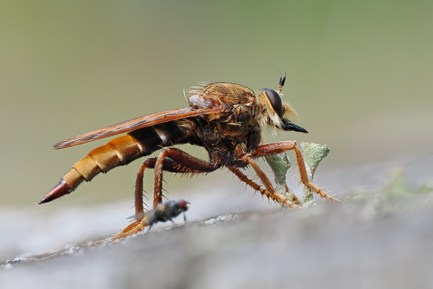 Hornissenraubfliege  ( Asilus crabroniformis )