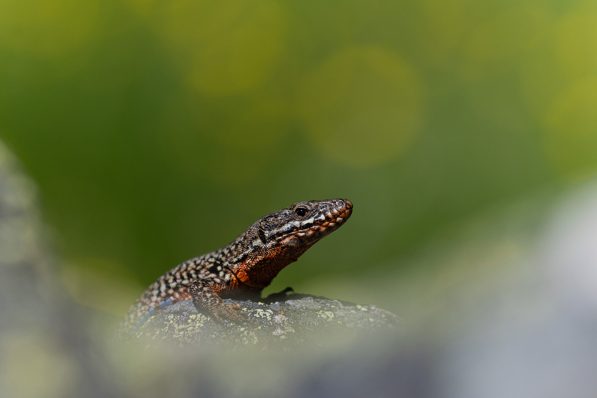 Versteckt zwischen Steinen