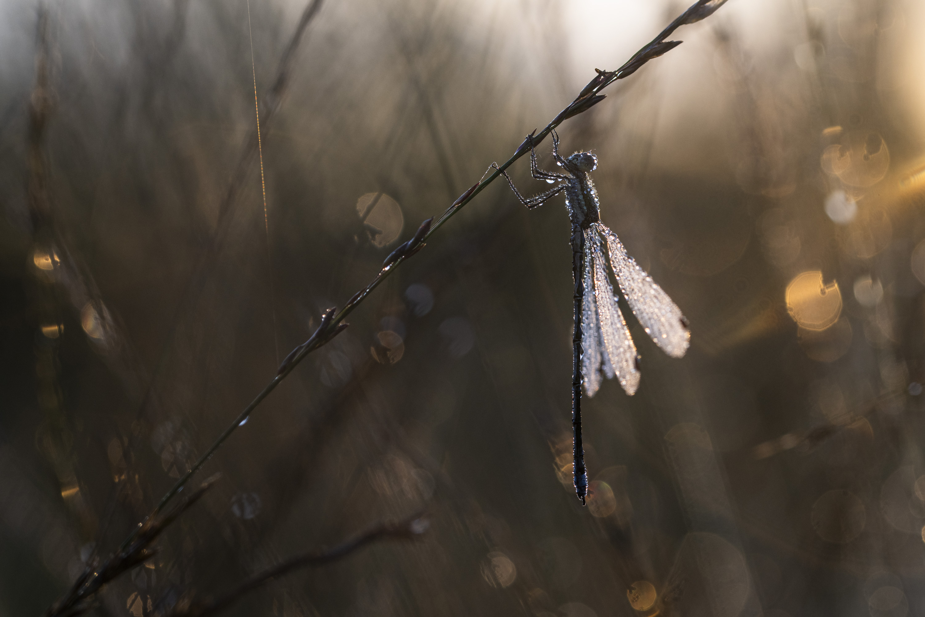 ______Morgenglitzern_______
