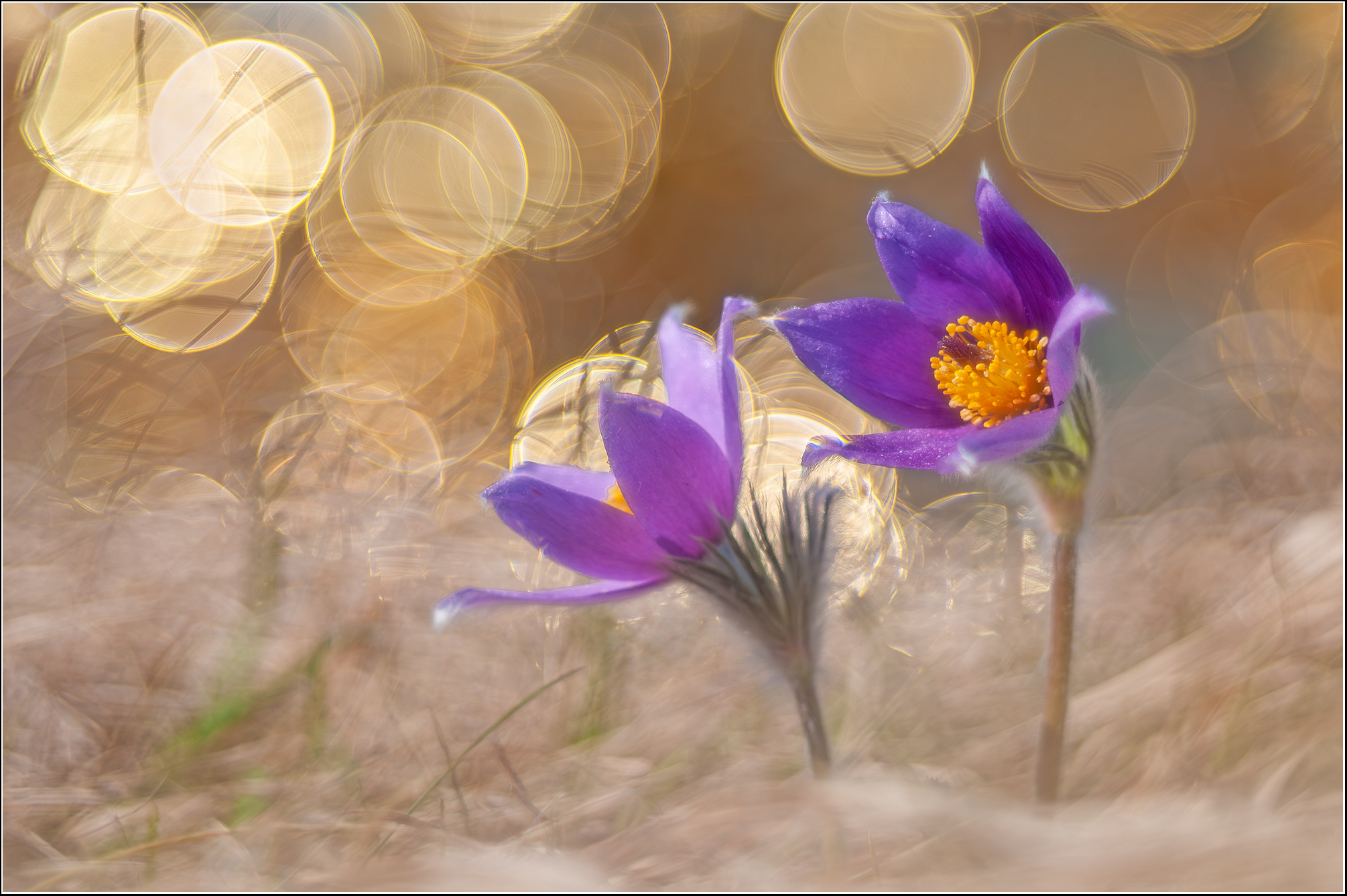 -Sonnensturm-