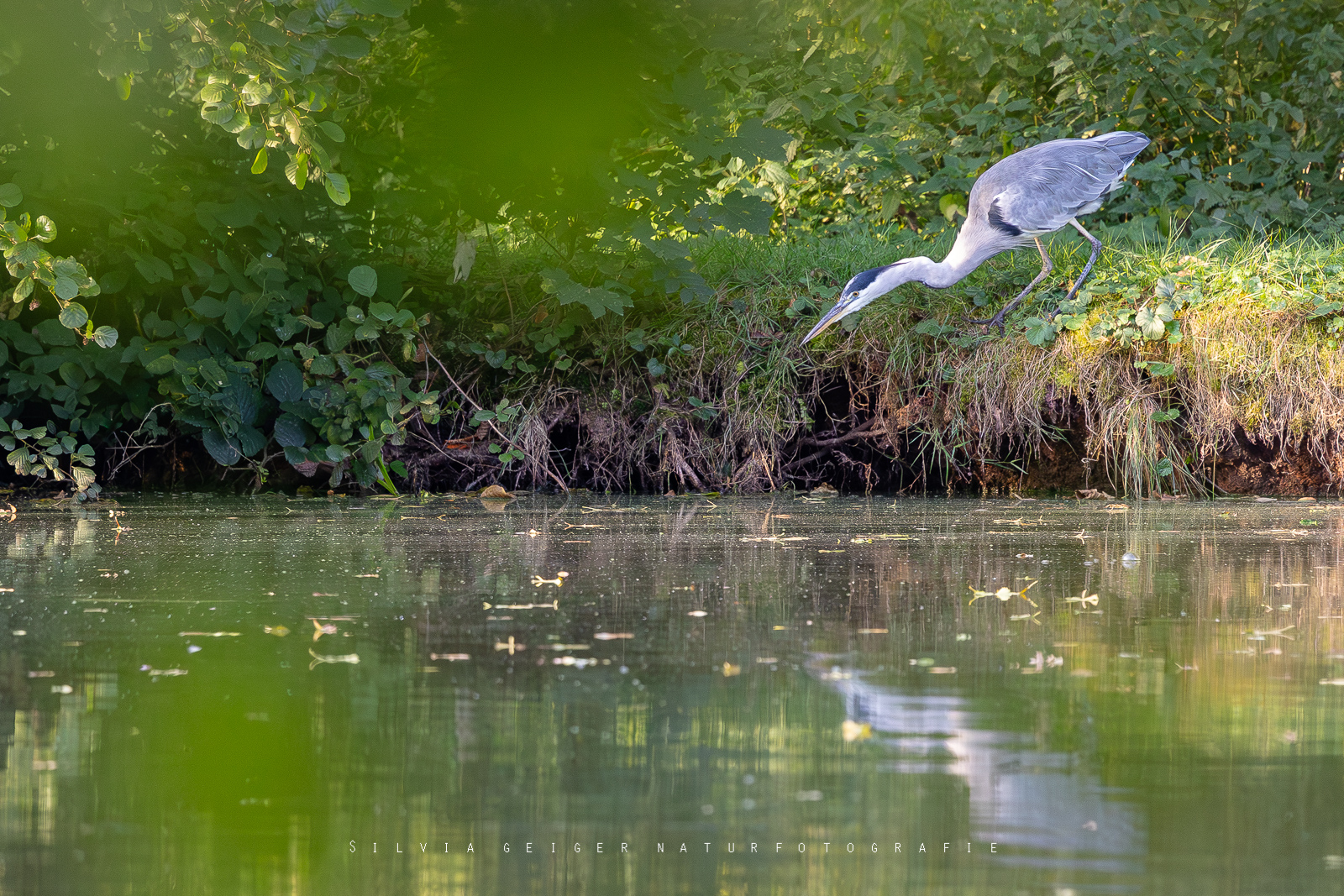 Morgens am Weiher