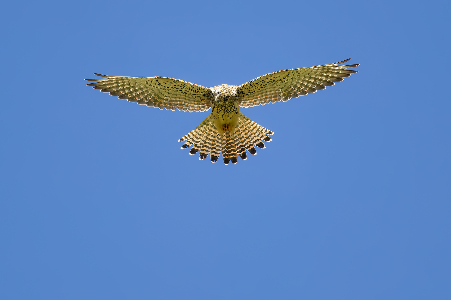 Turmfalke