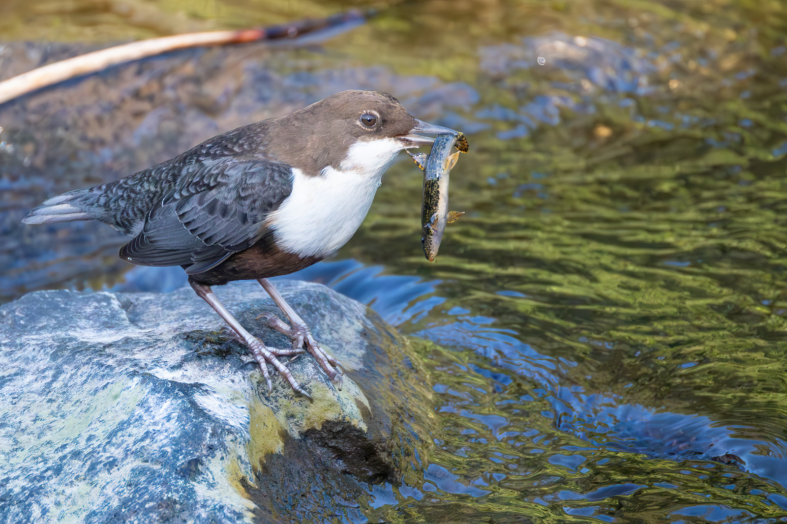 Wasseramsel mit einer Bachschmerle
