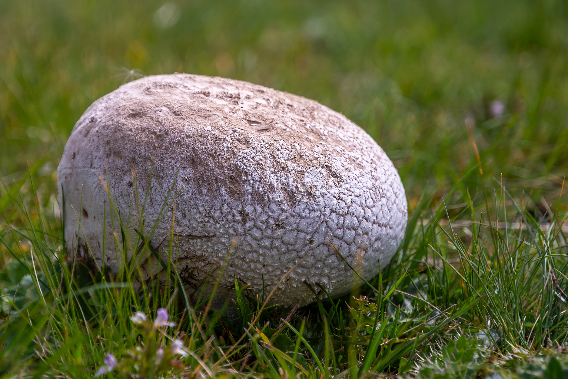 Riesenbovist