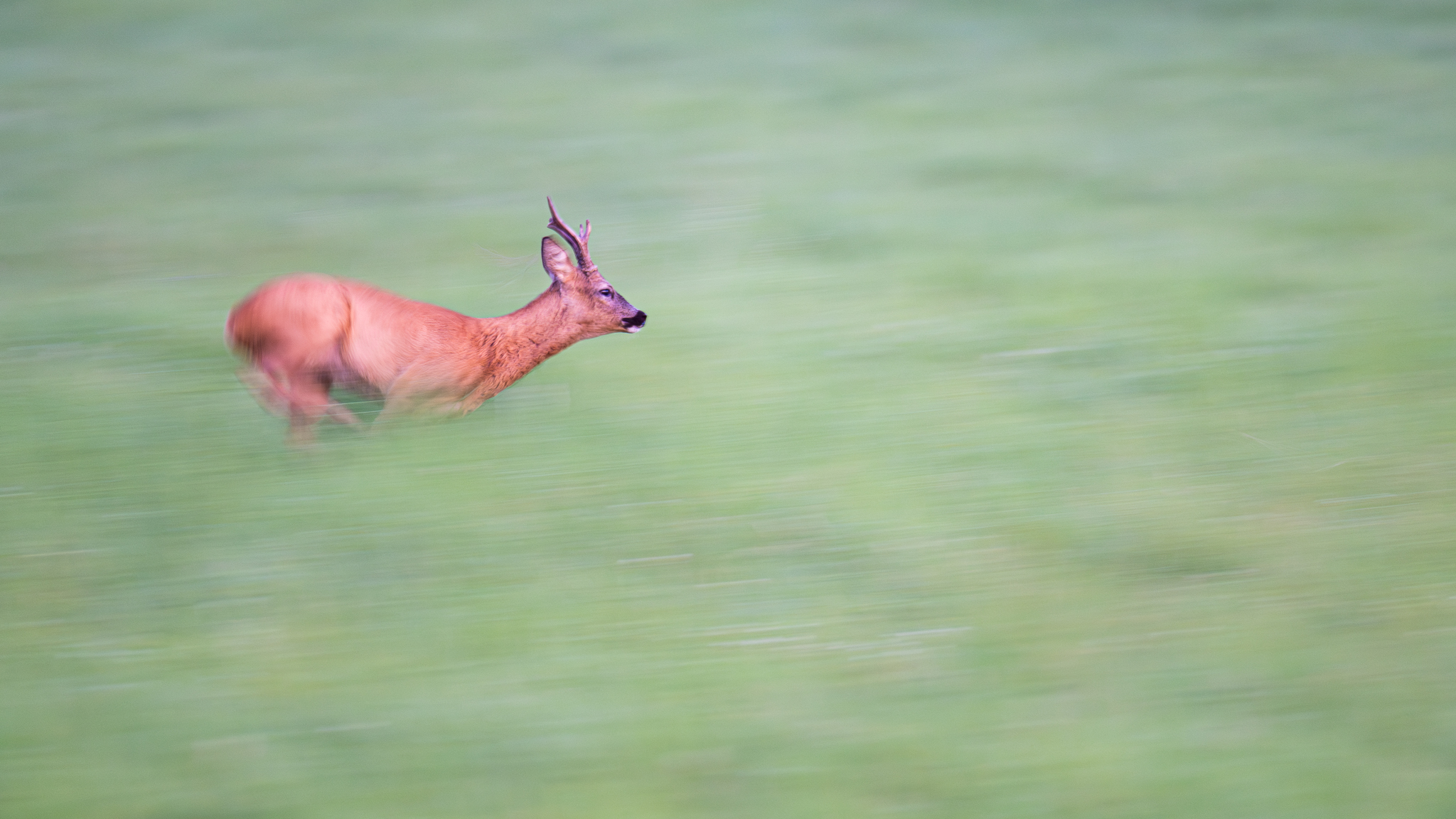 Speed