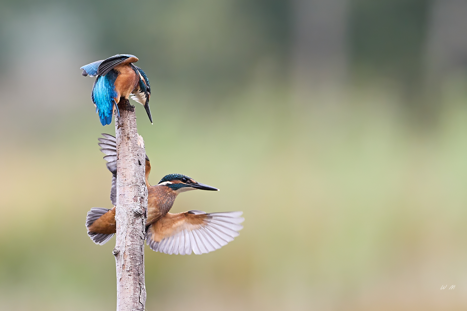 Eisvogel