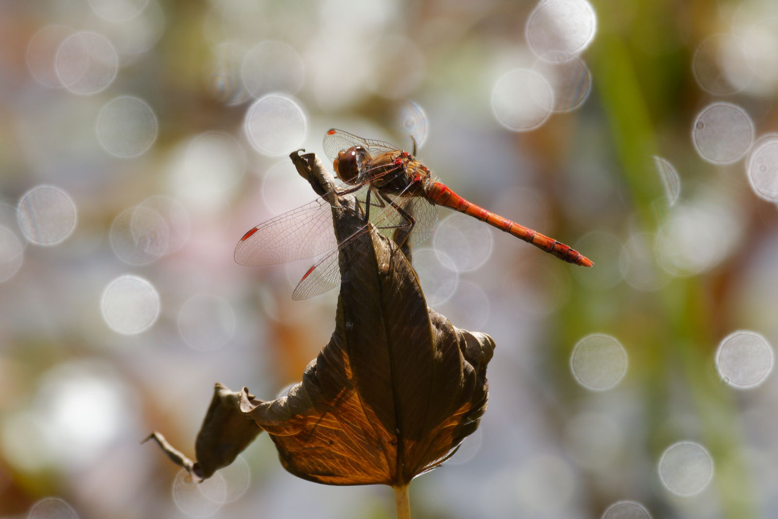 Die Vorboten des Herbsts