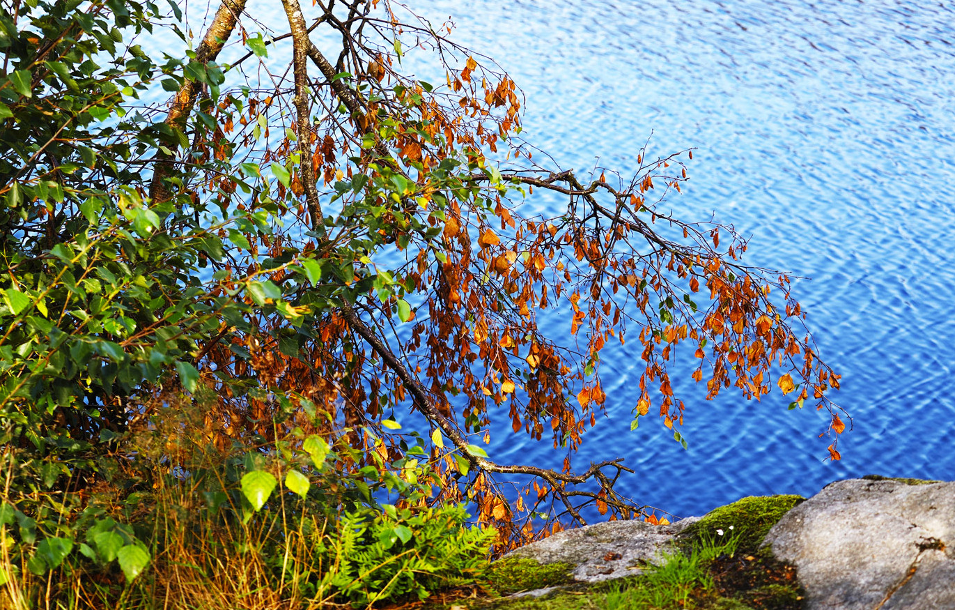 Herbst