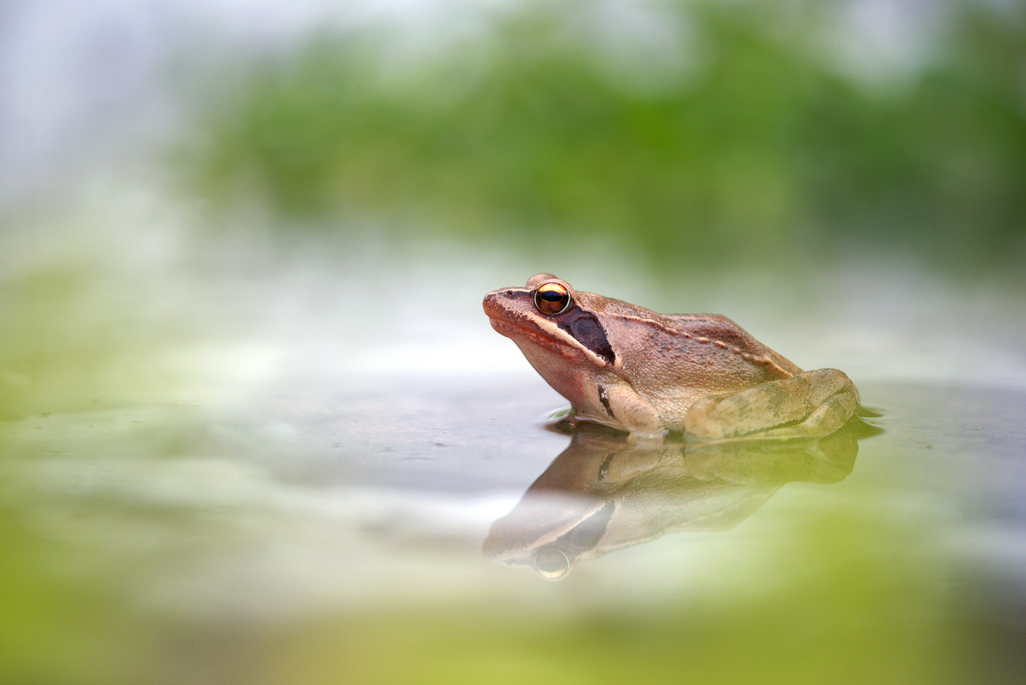 Springfrosch