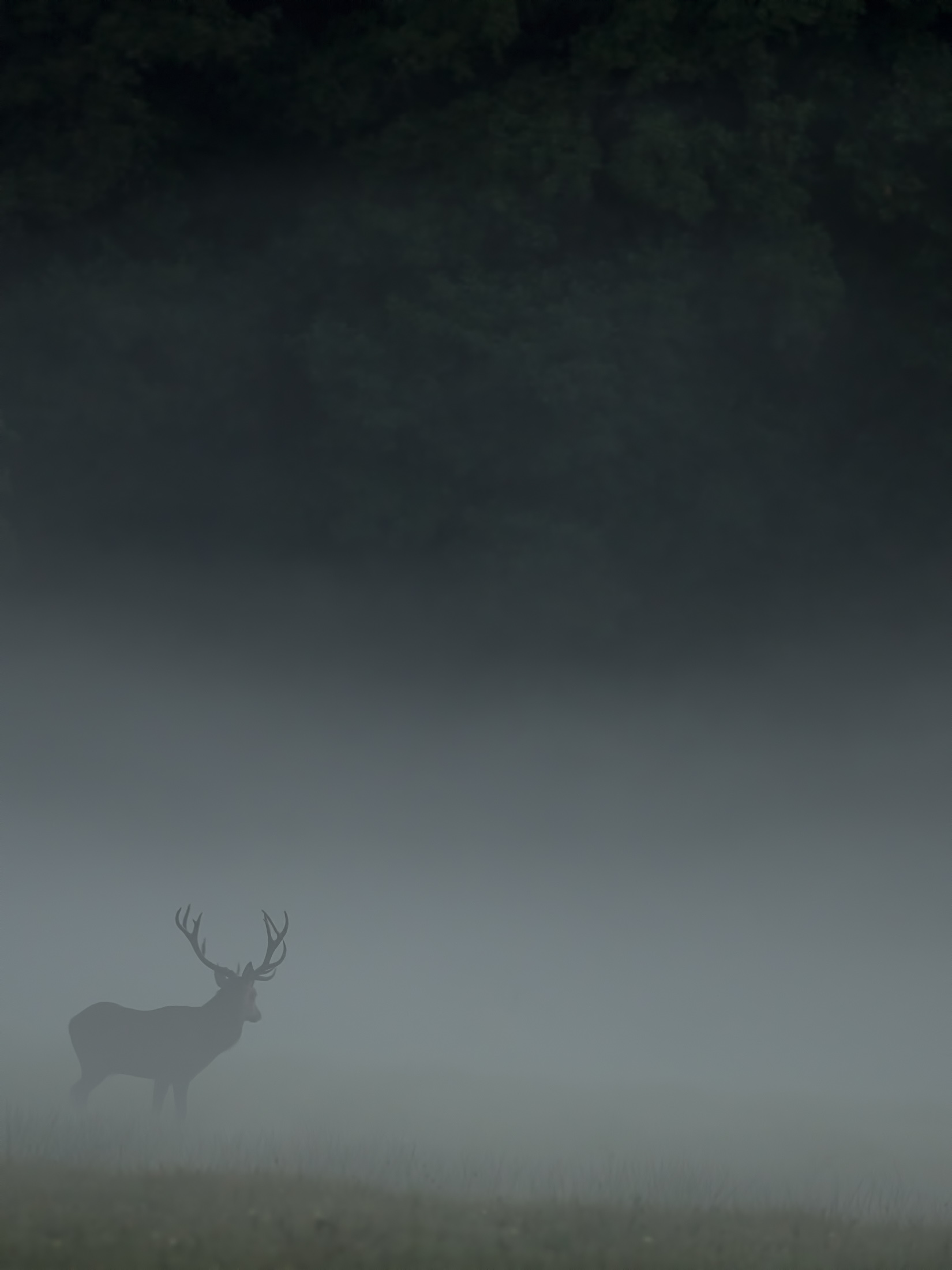 Hirsche im Nebel