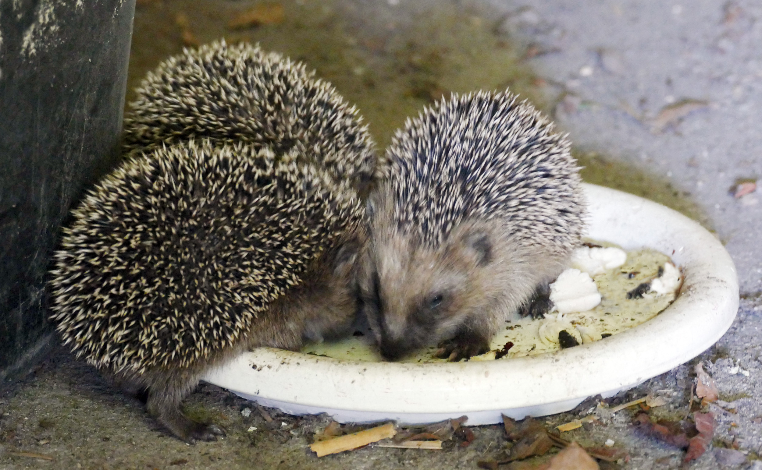 ... es sind drei ... neee ... vier !!!!