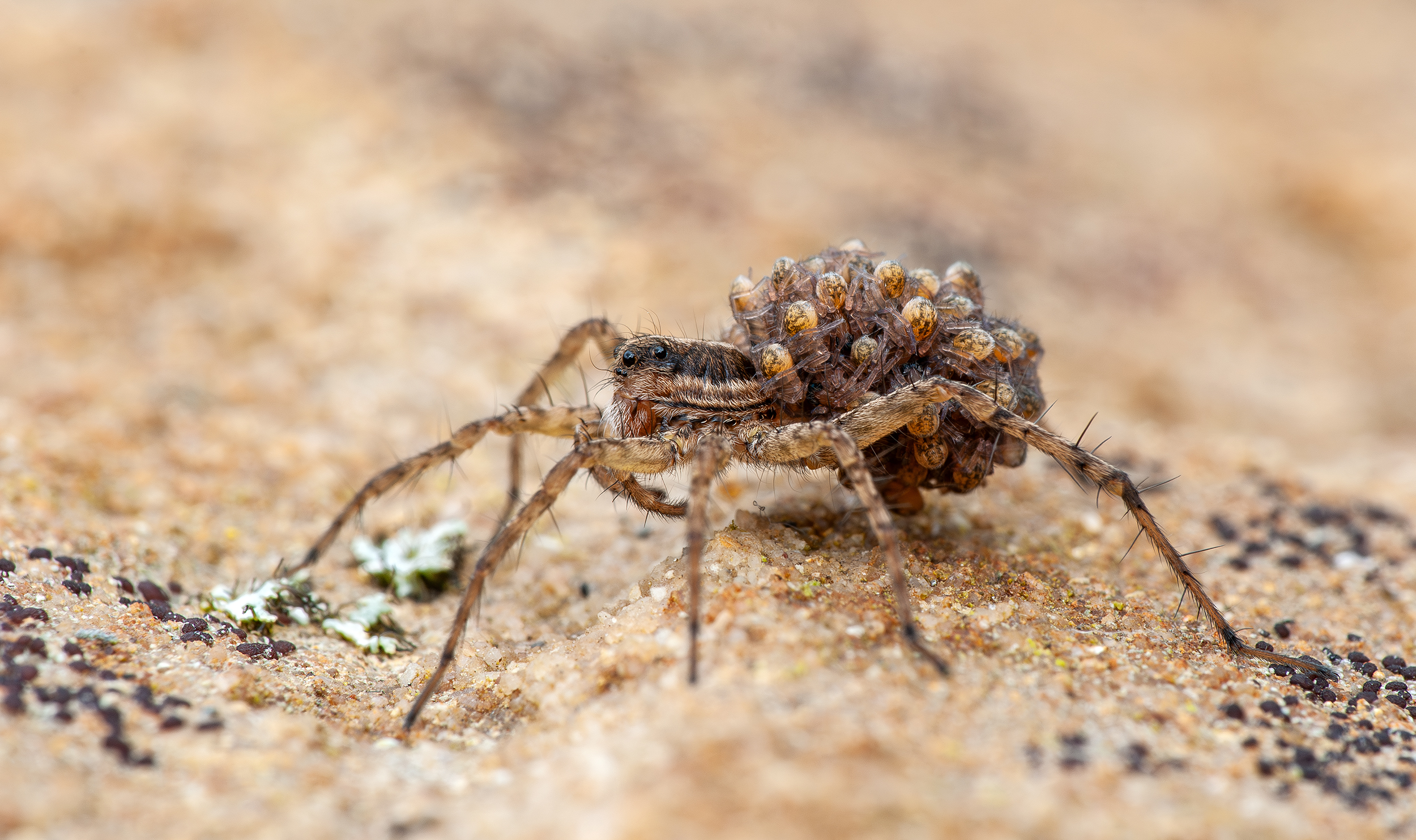 -Arachnophobia-