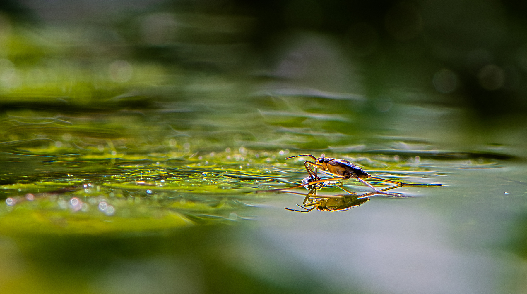 Wasserläufer