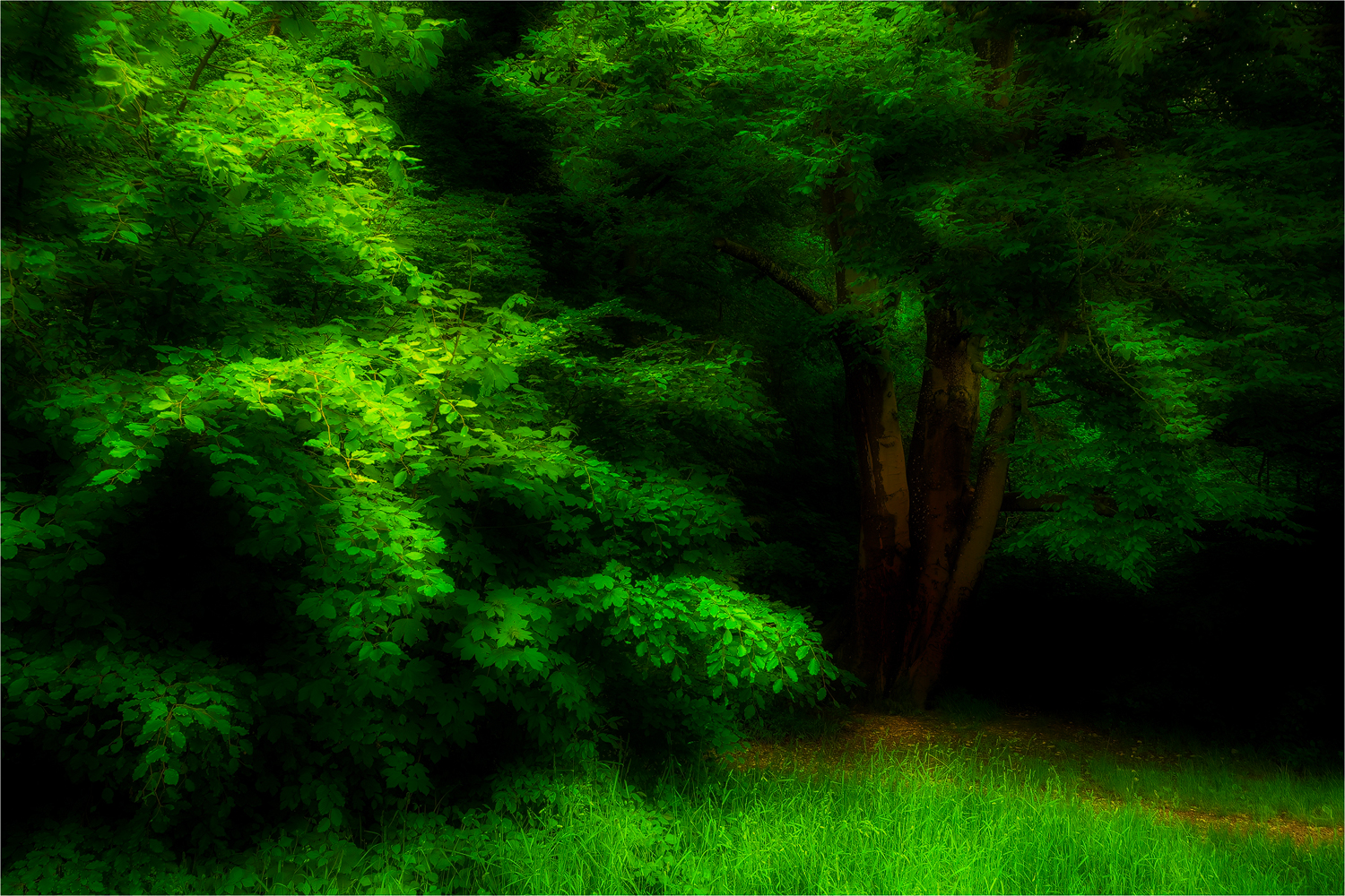 Des Waldfotografen Sommertraum ...