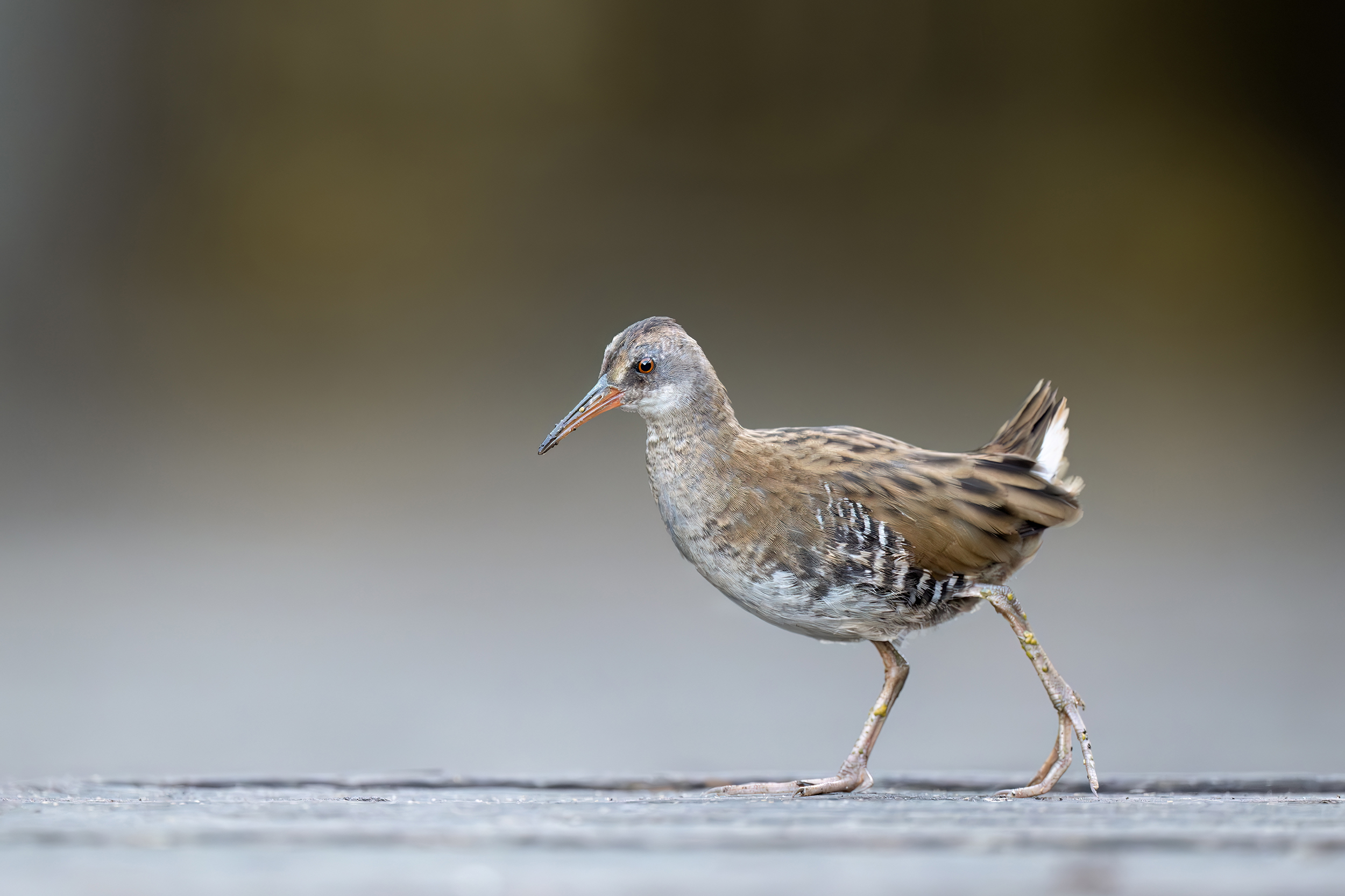 Model auf dem Laufsteg