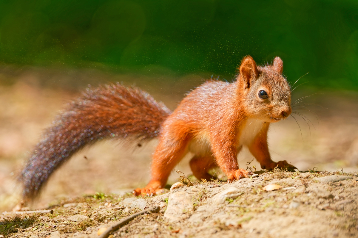 Junges Eichhörnchen