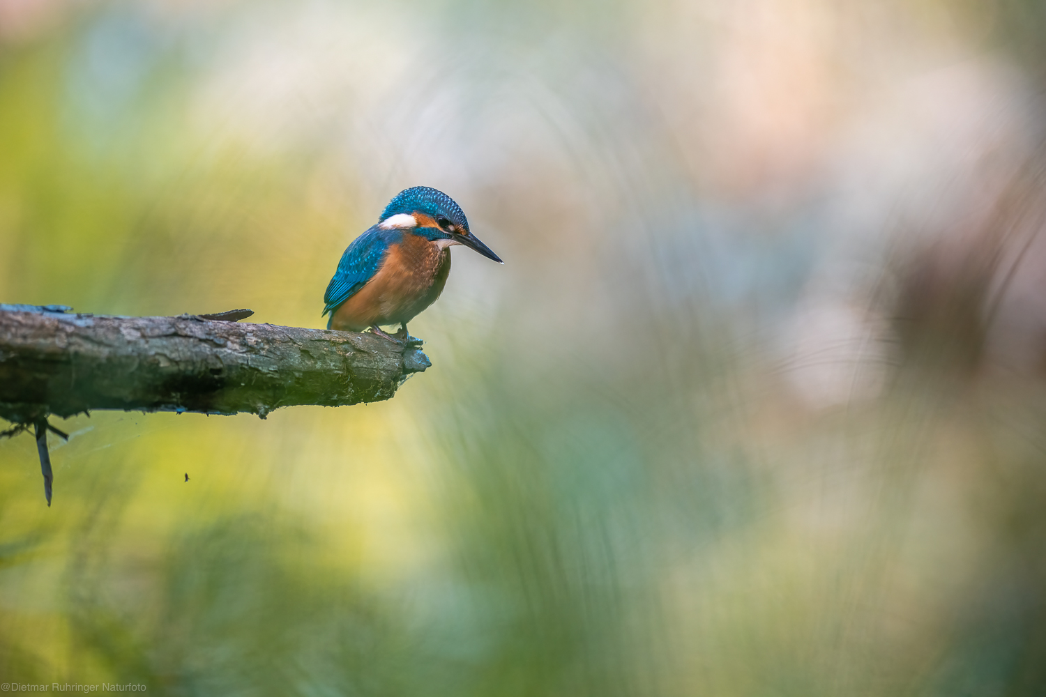 Im Einklang mit der Natur