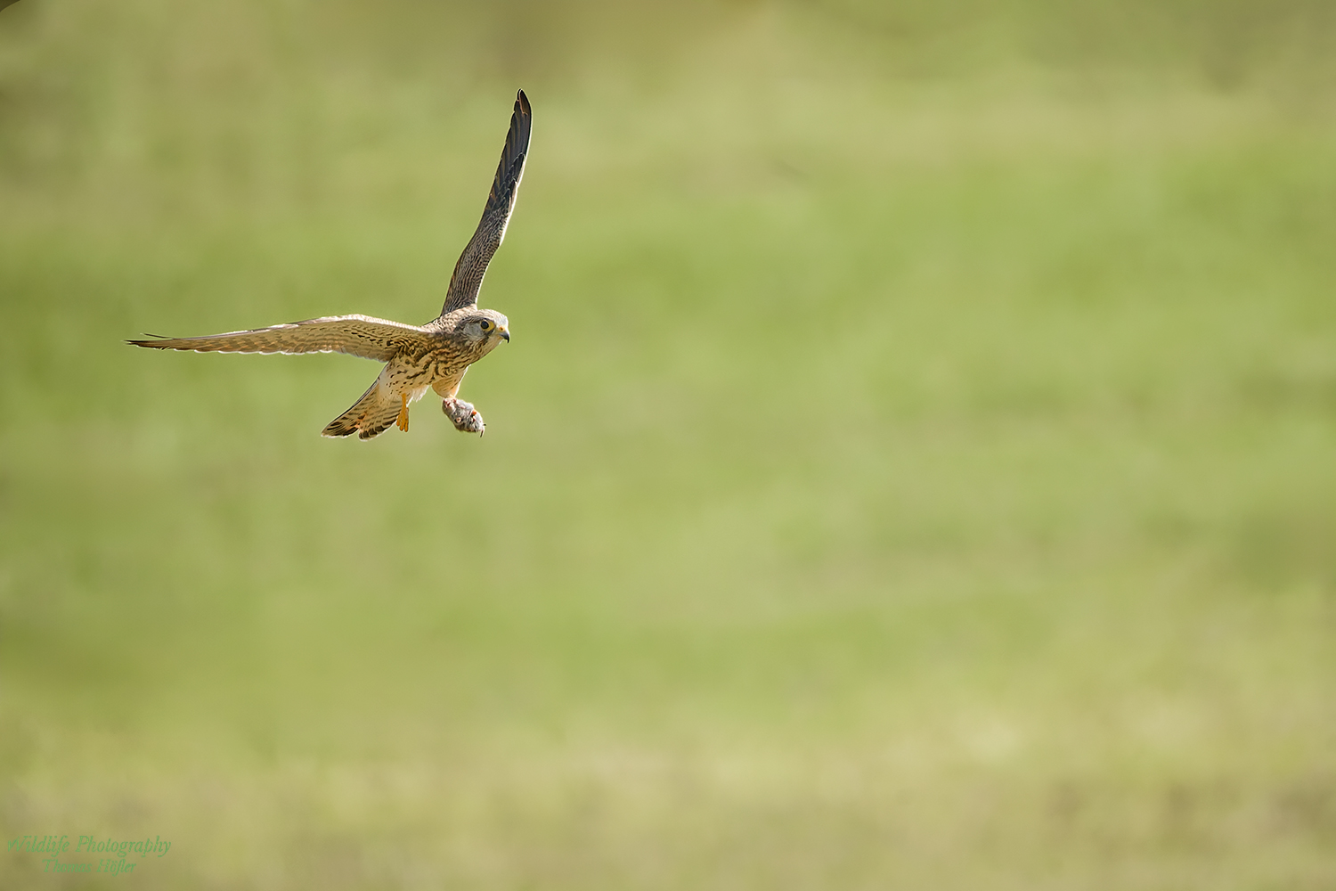 Turmfalke