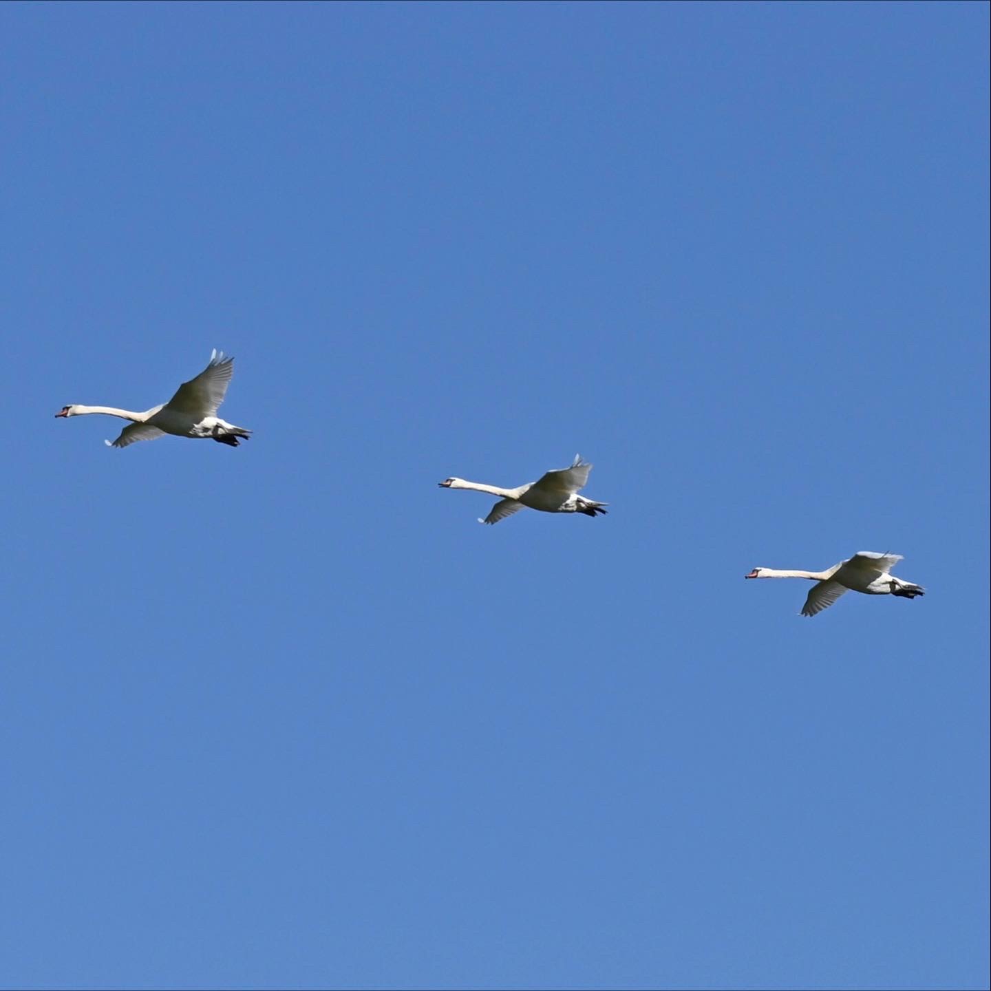 Formationsflug