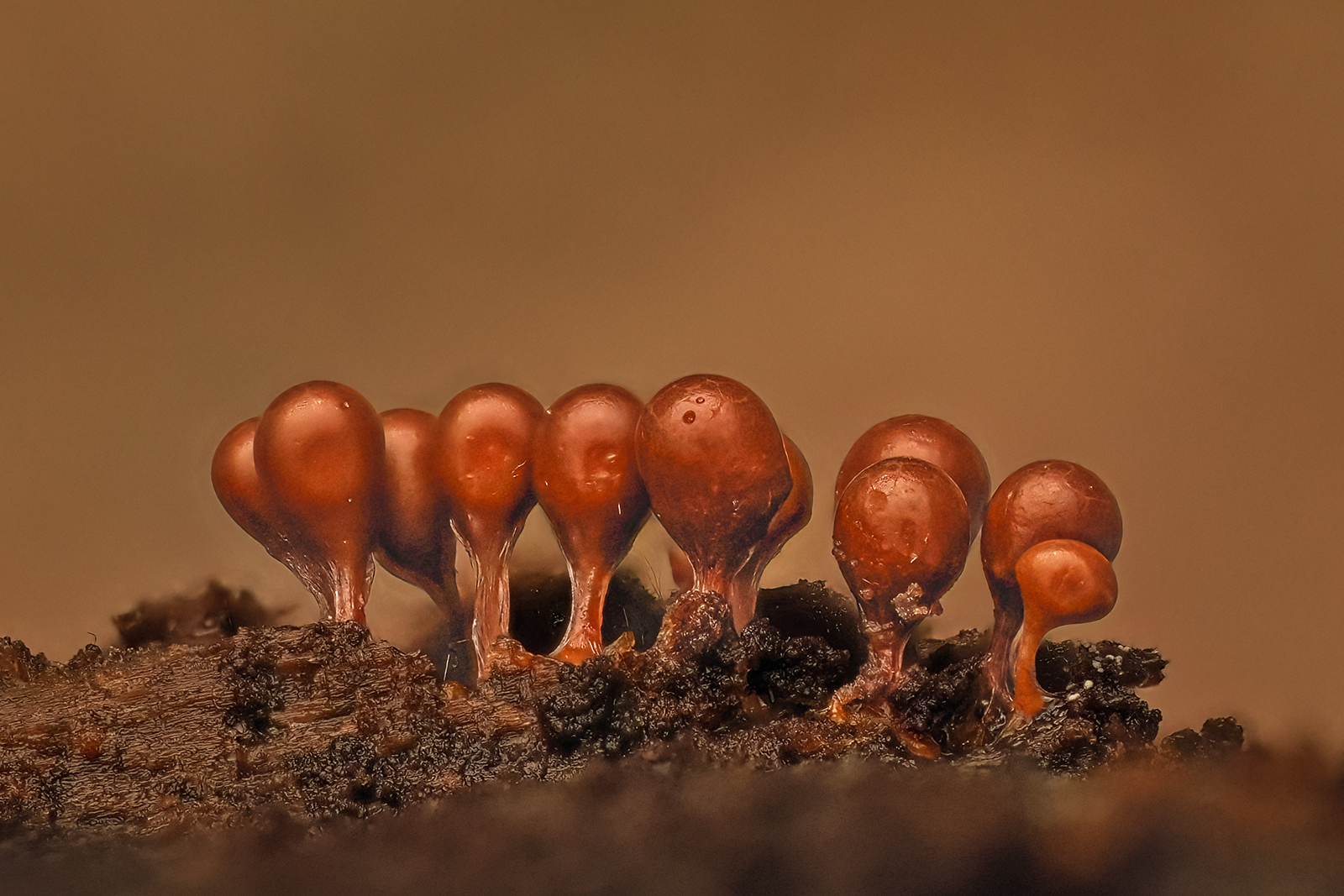 Myxogastria