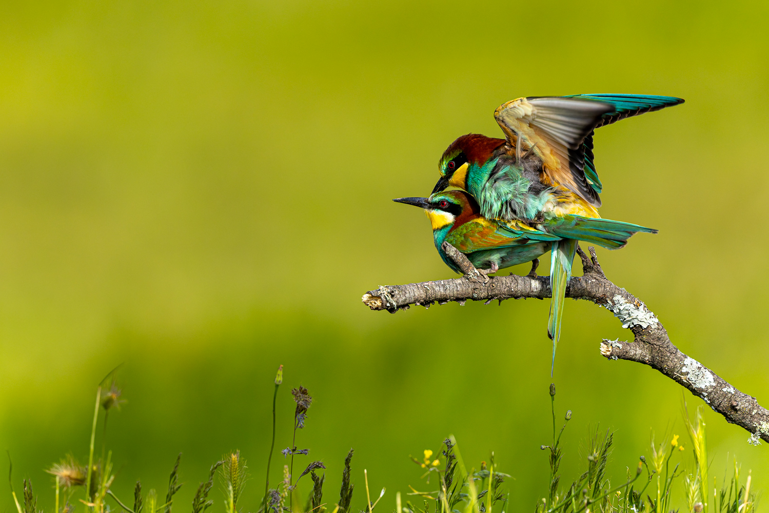 Bienenfresser bei der Paarung
