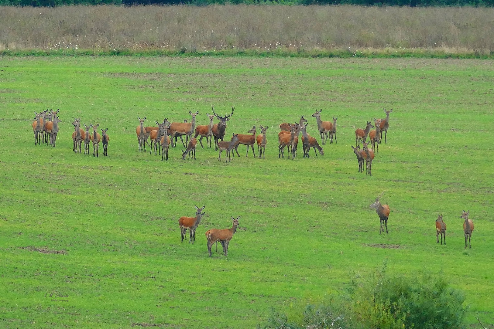 Frei im Feld