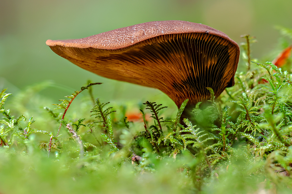 Pilz mit Überhang