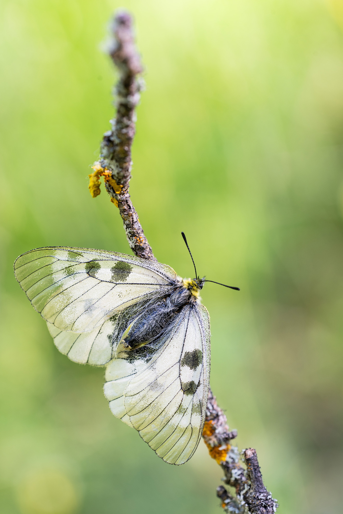 Open Wings (Schwarzer Apollo)