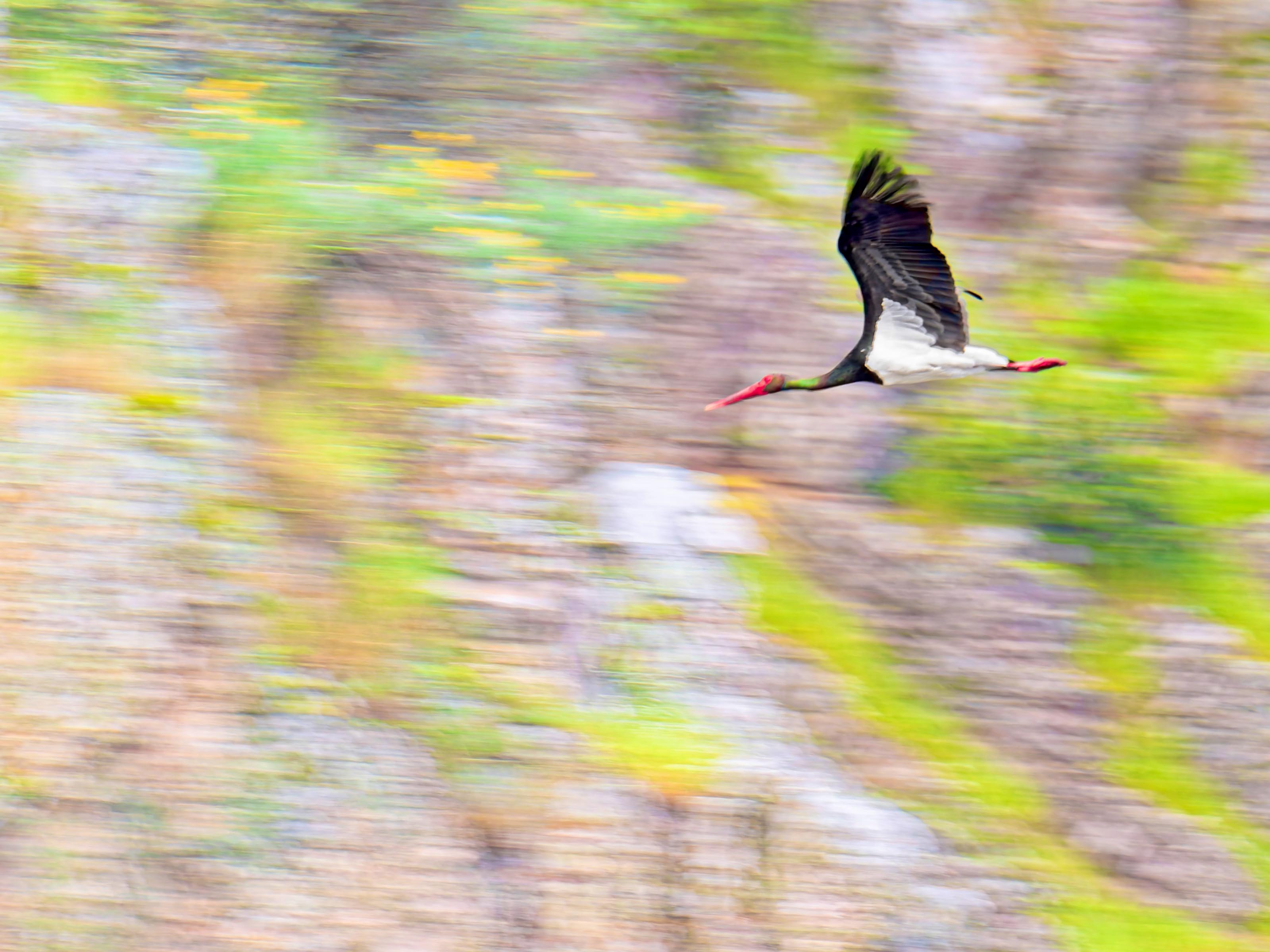 Auch im Flug schön