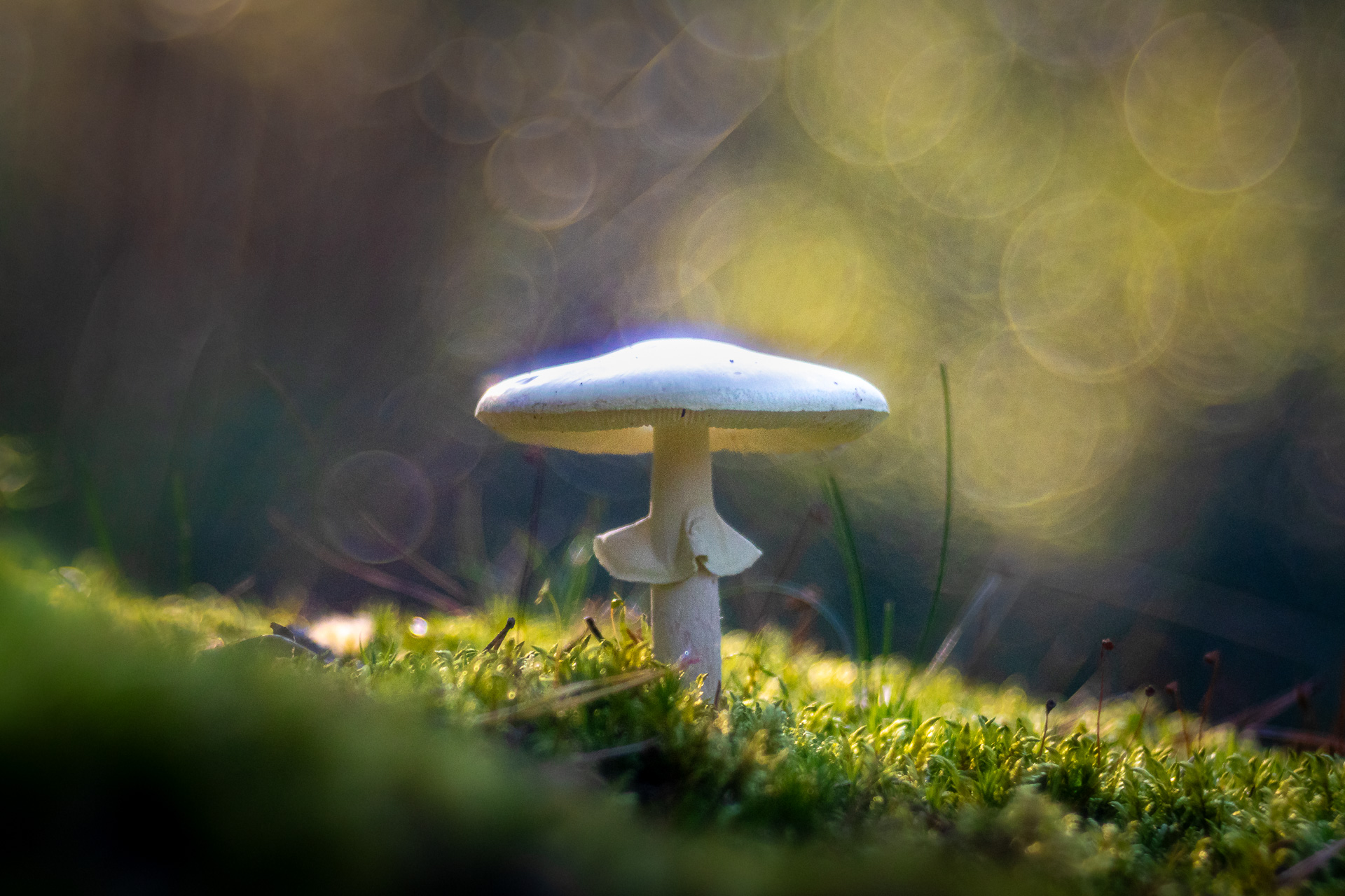Herbstlicht am Knollenblätterpilz - Altglas