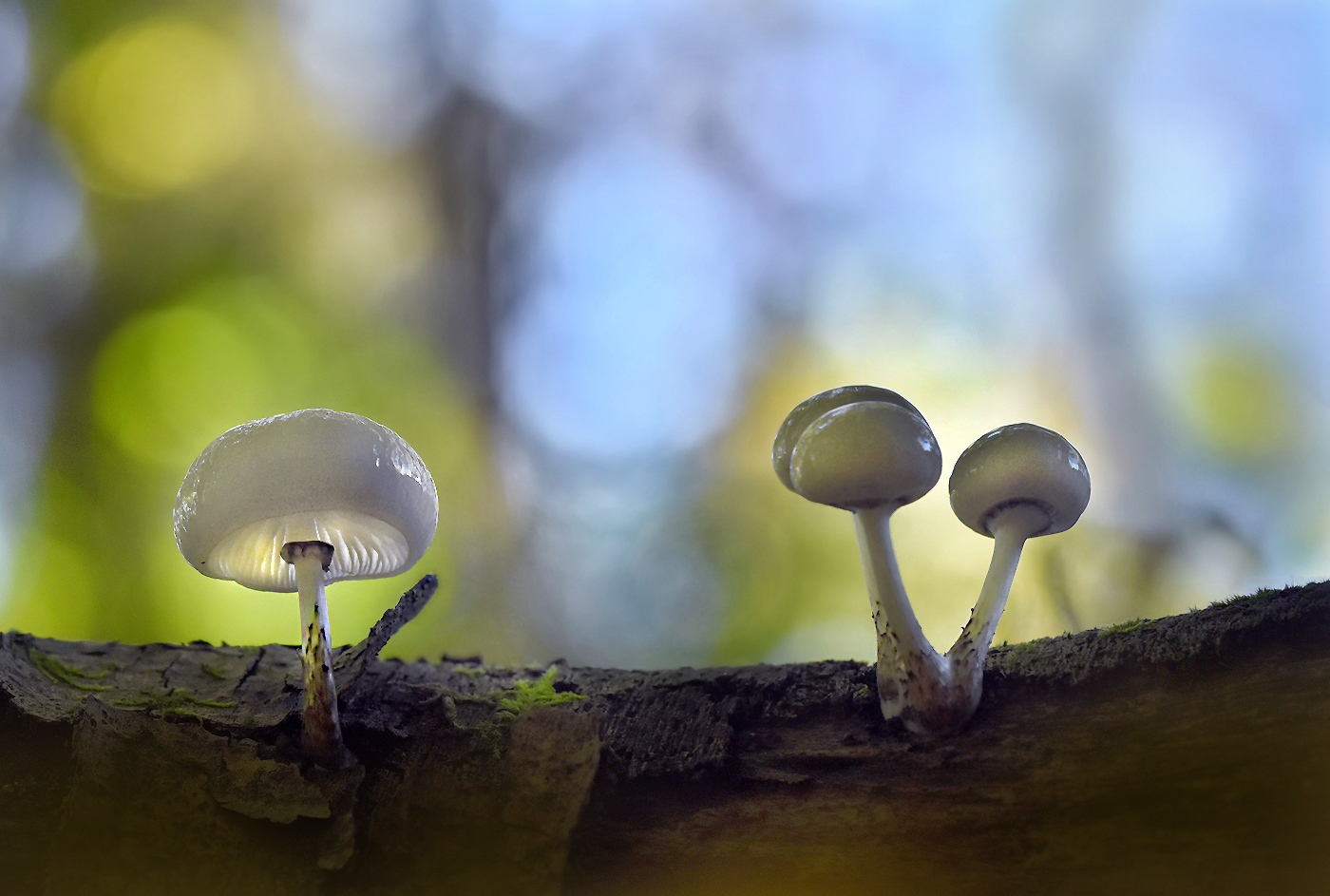 Herbstzeit = Pilzzeit ...,