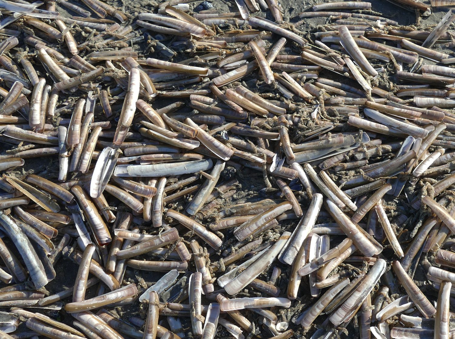 Strand-Mikado an der Nordsee ...