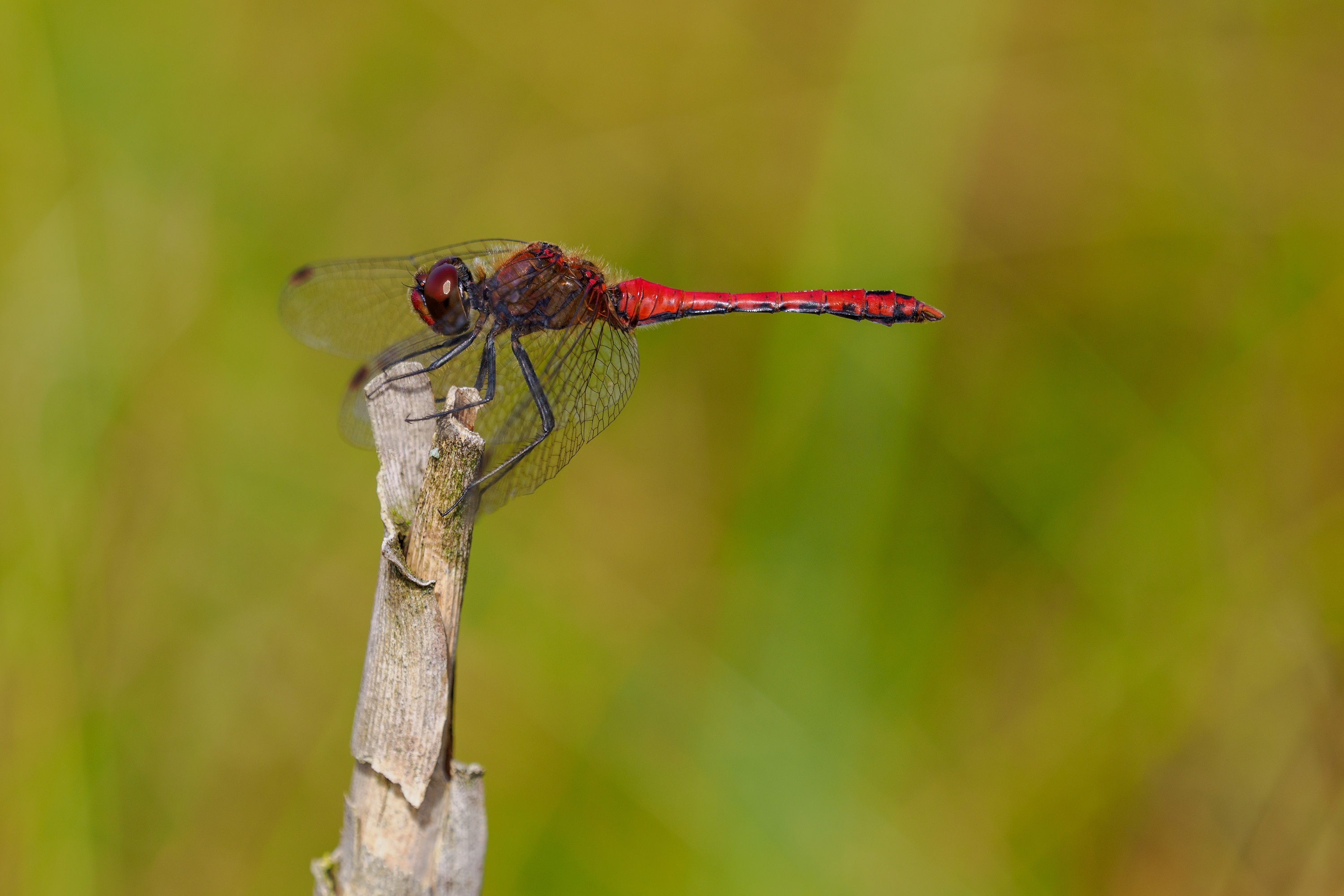 47b: Blutrote Heidelibelle (Männchen)