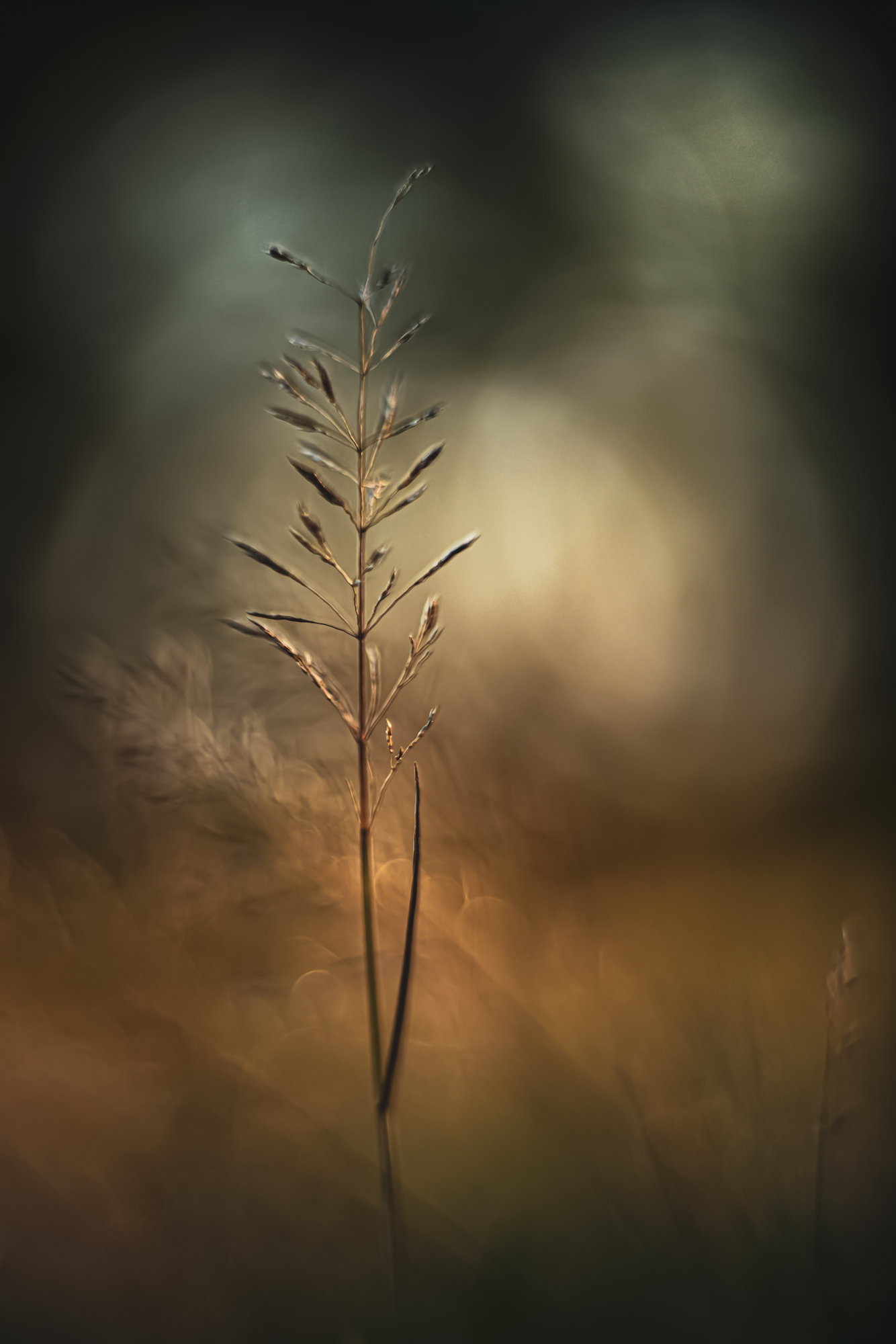 Gras im allerletzten Sonnenstrahl  (Altglas)