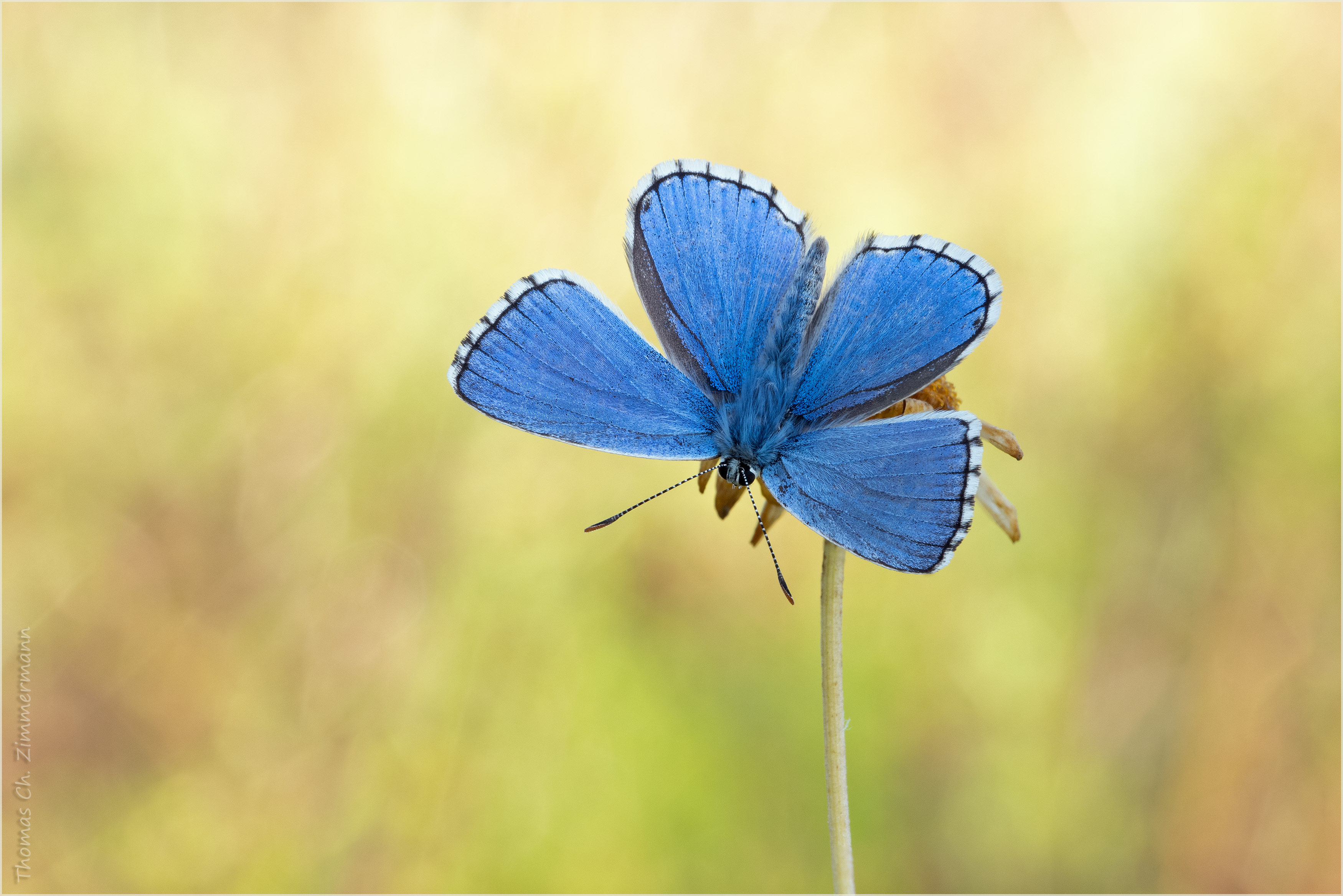 Himmelblauer ...