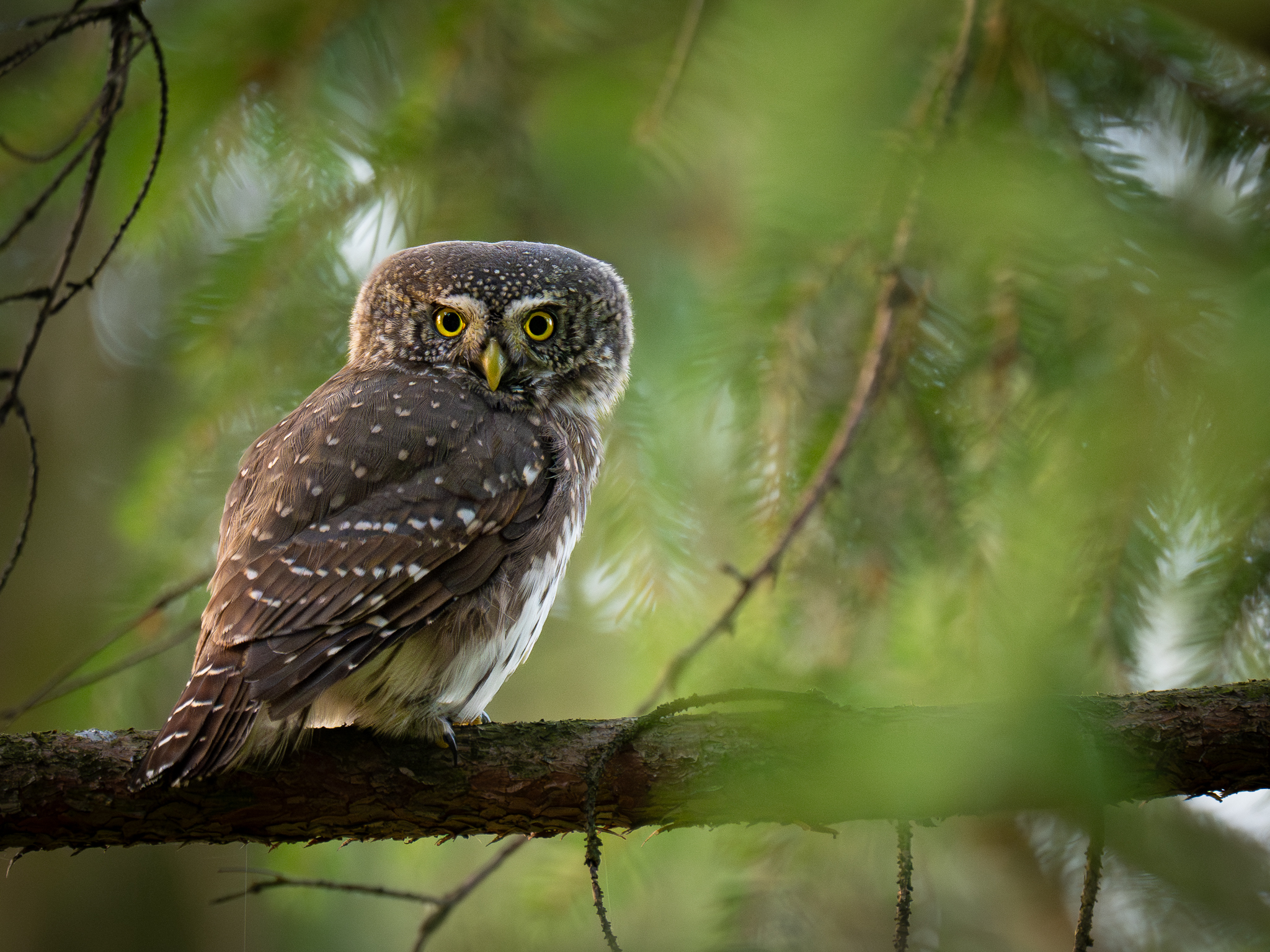 Strenger Blick