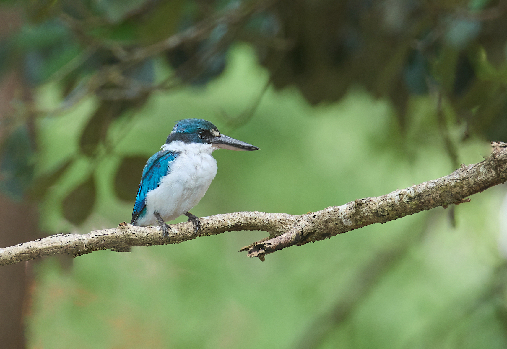Collared Kingfisher