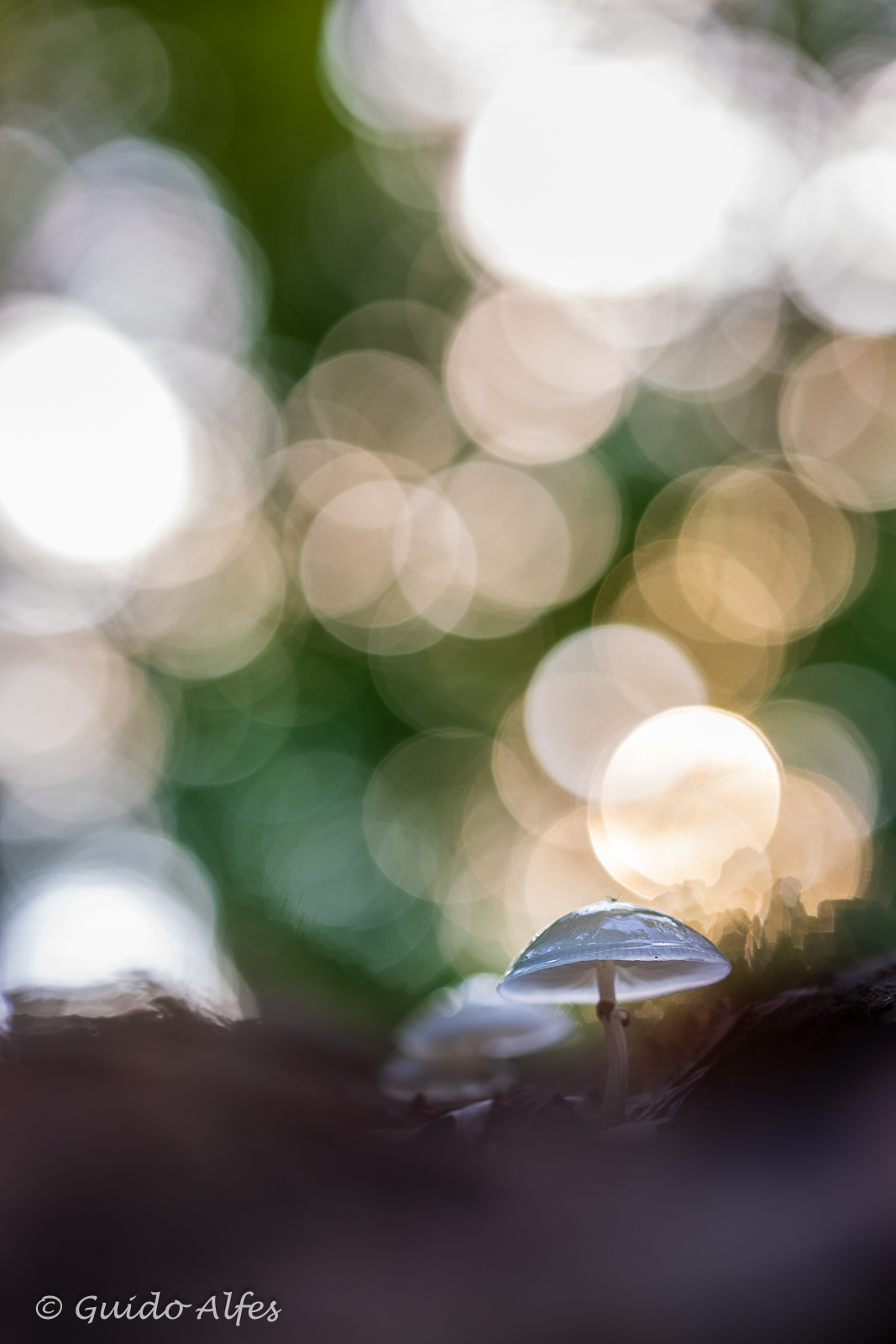 Buchi im Abendlicht