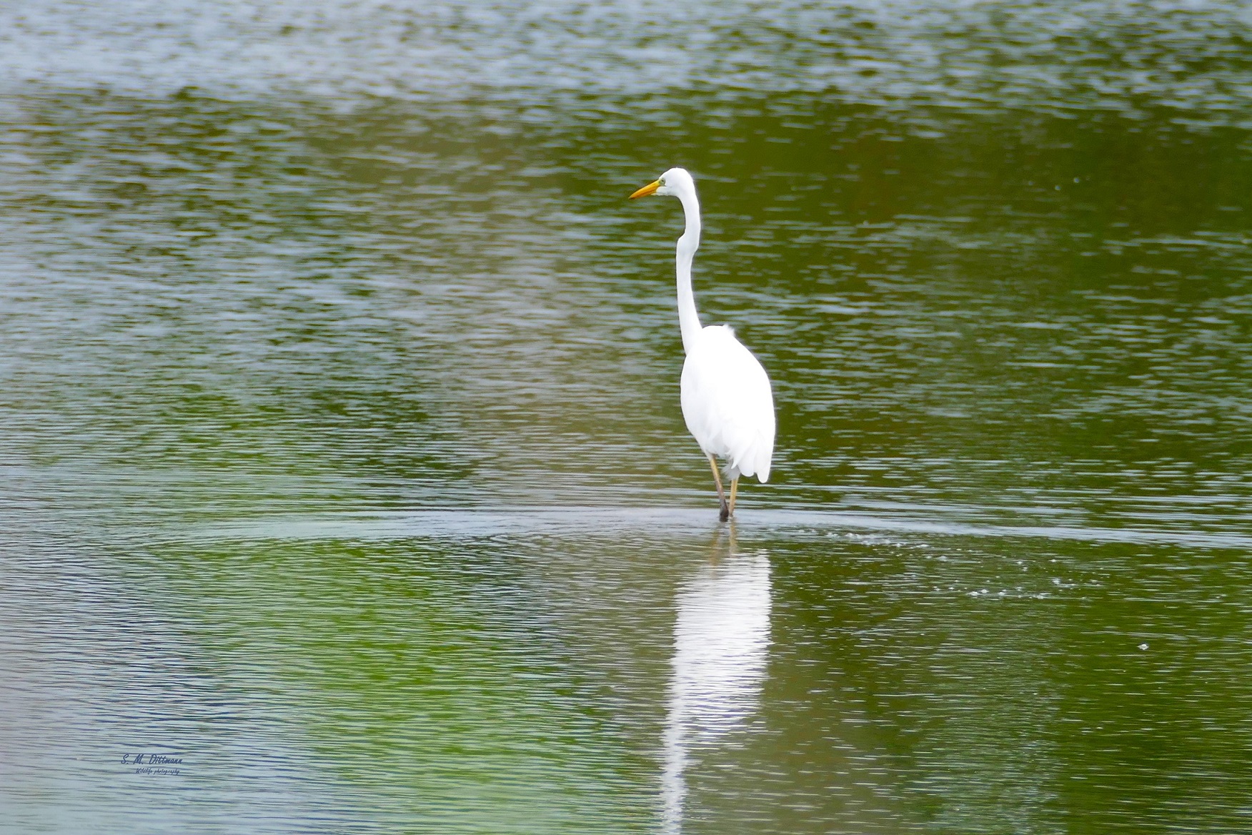 in der Peene