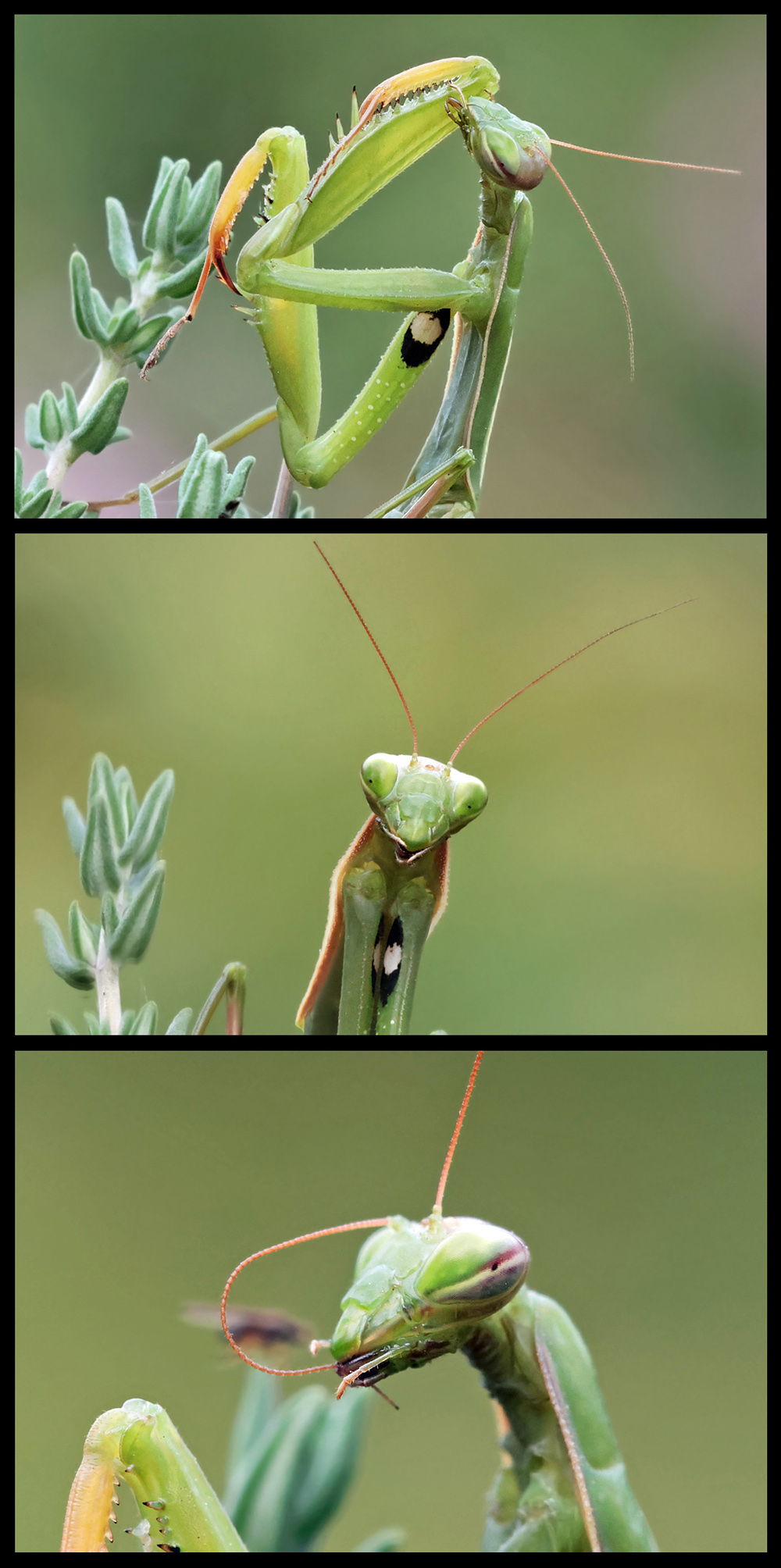 Die "Zunge" der Mantis...?