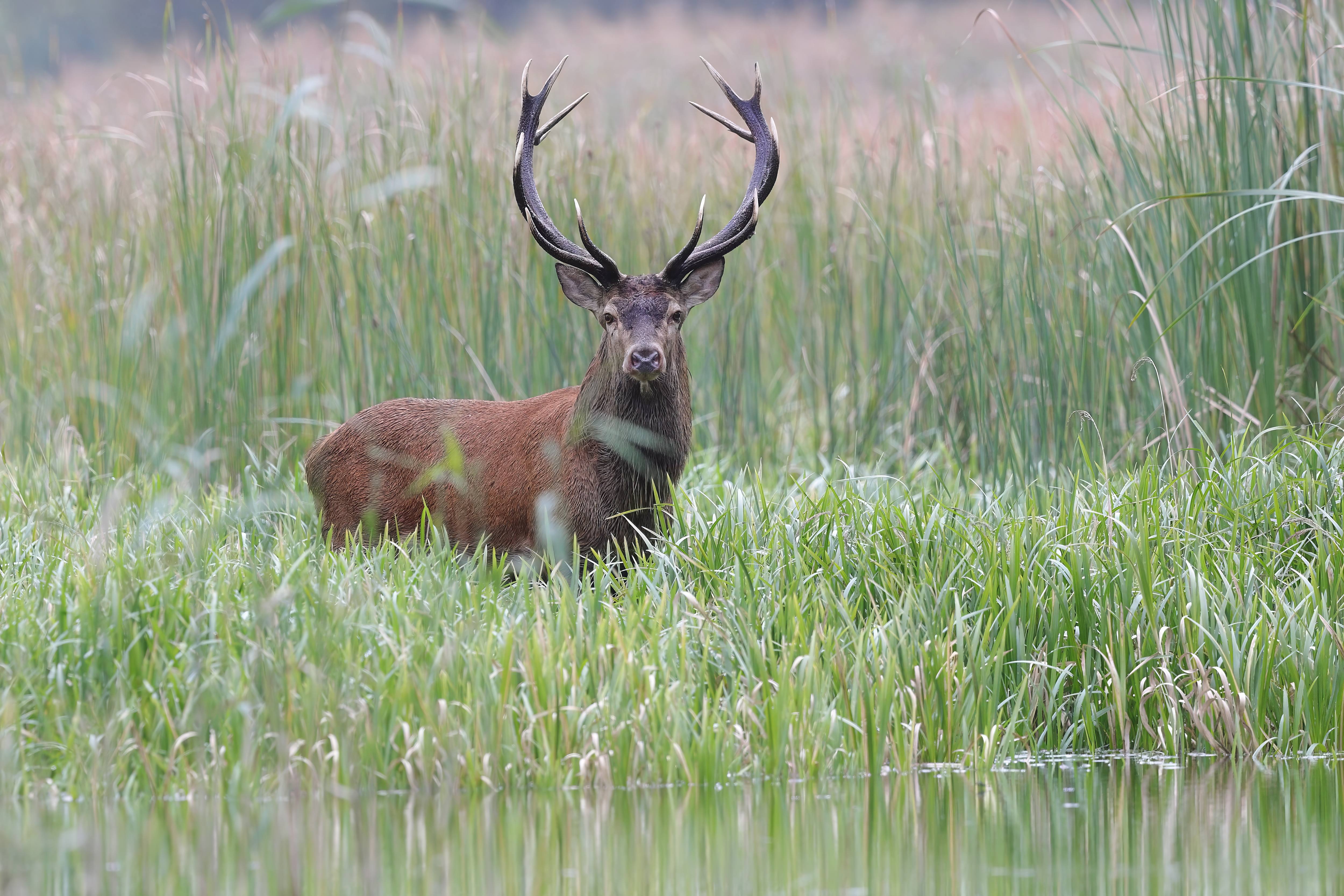 Platzhirsch