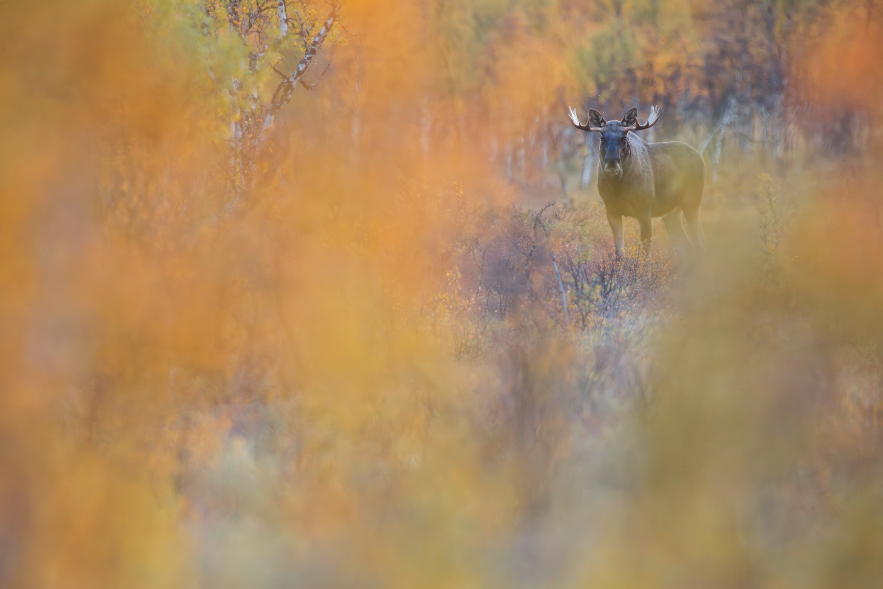 Elch im herbstlichen Norwegen